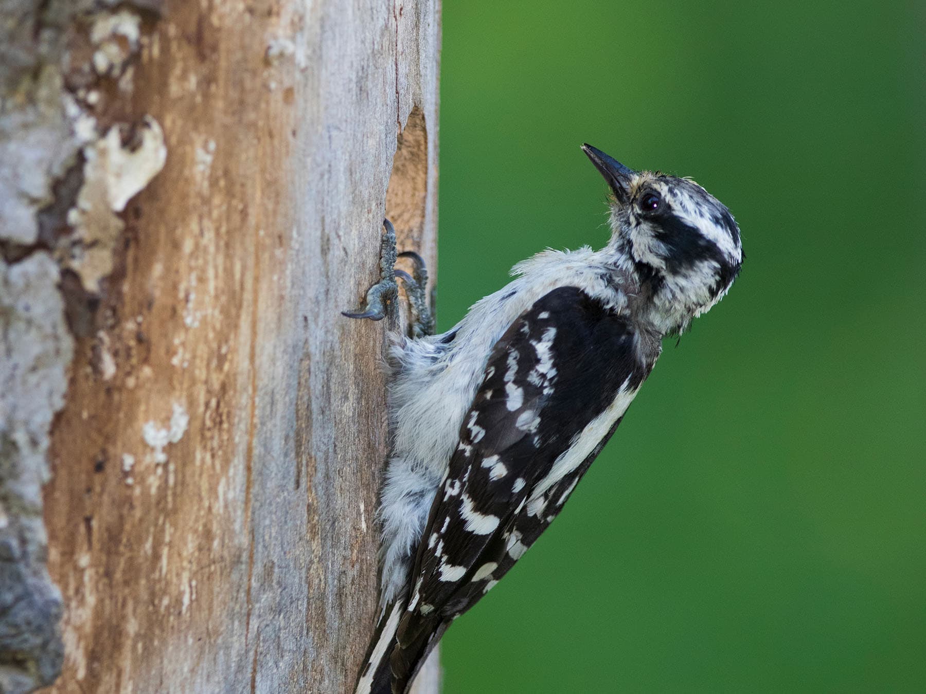 Female downy woodpecker at nest