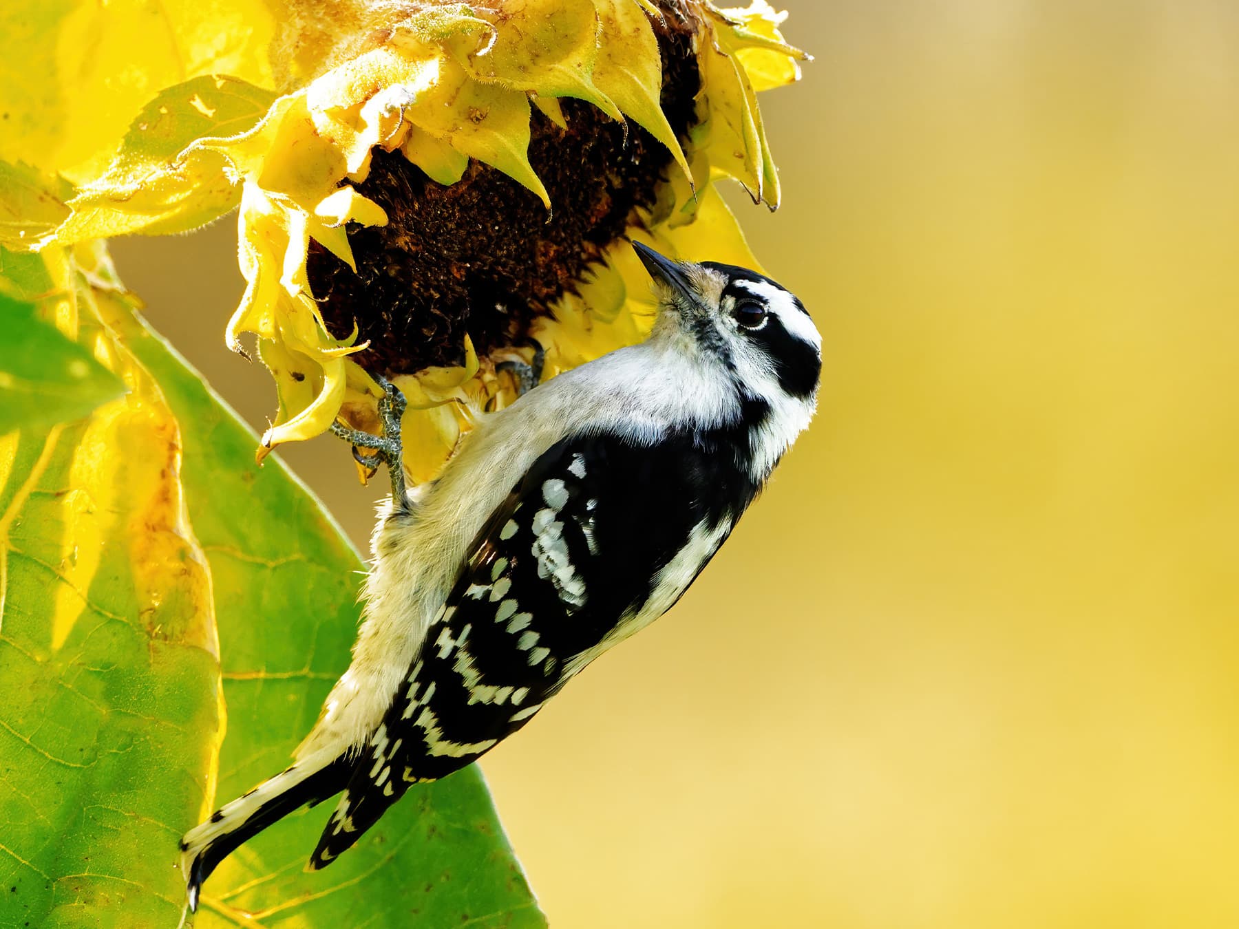 Downy Woodpecker, female, feeding on sunflower seeds