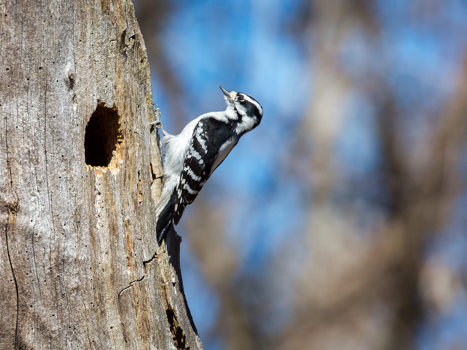 Female downy woodpecker on tree