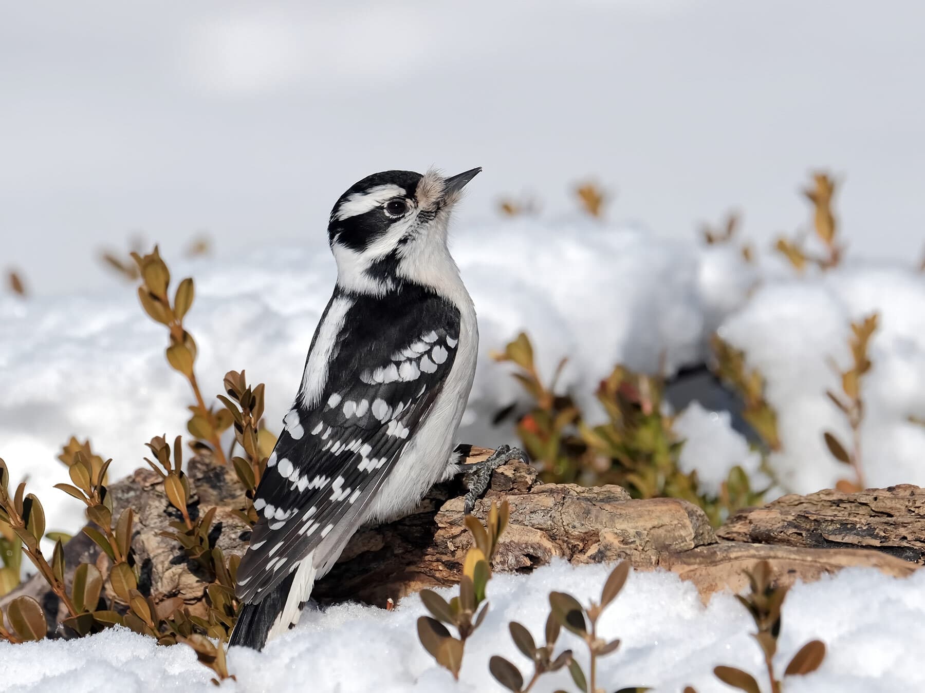 Female downy woodpecker winter