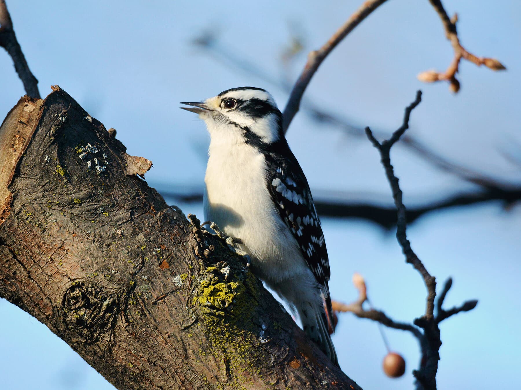 Female Downy Woodpeckers (Identification Guide: Male vs Female)