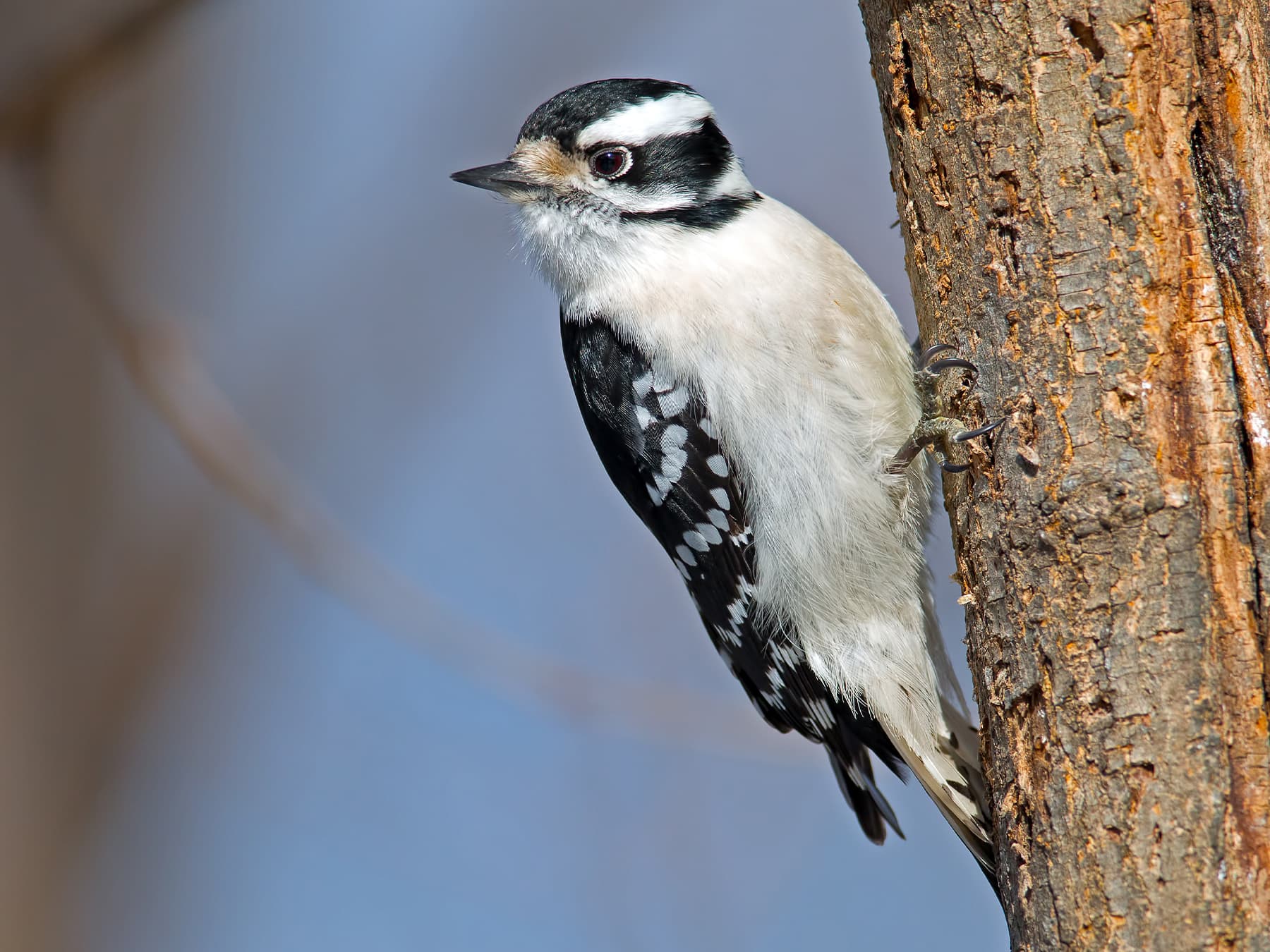 Downy Woodpecker Female