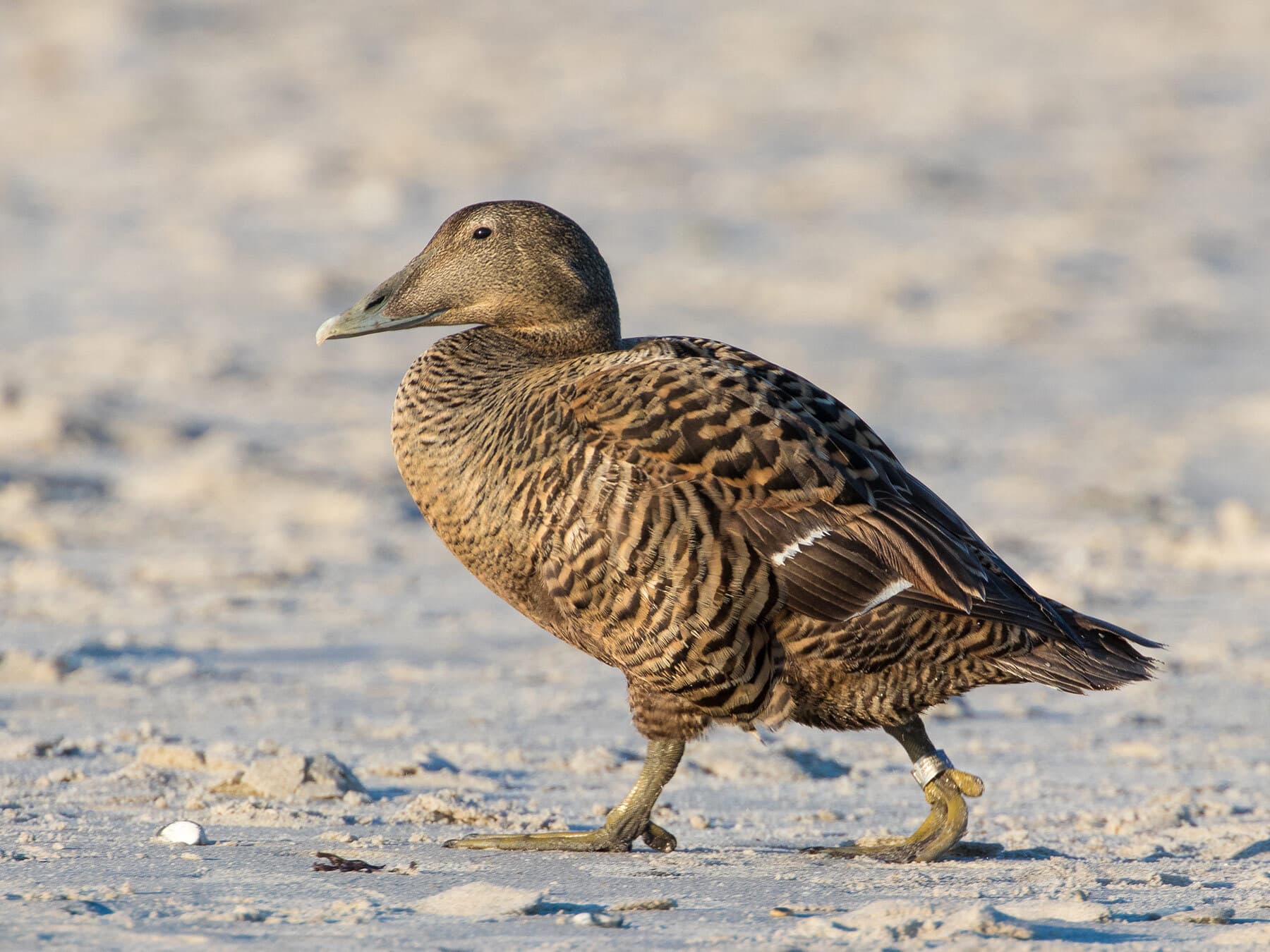 Female Eider
