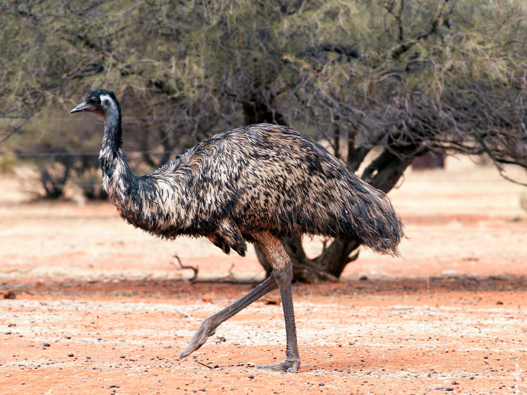 Female emu