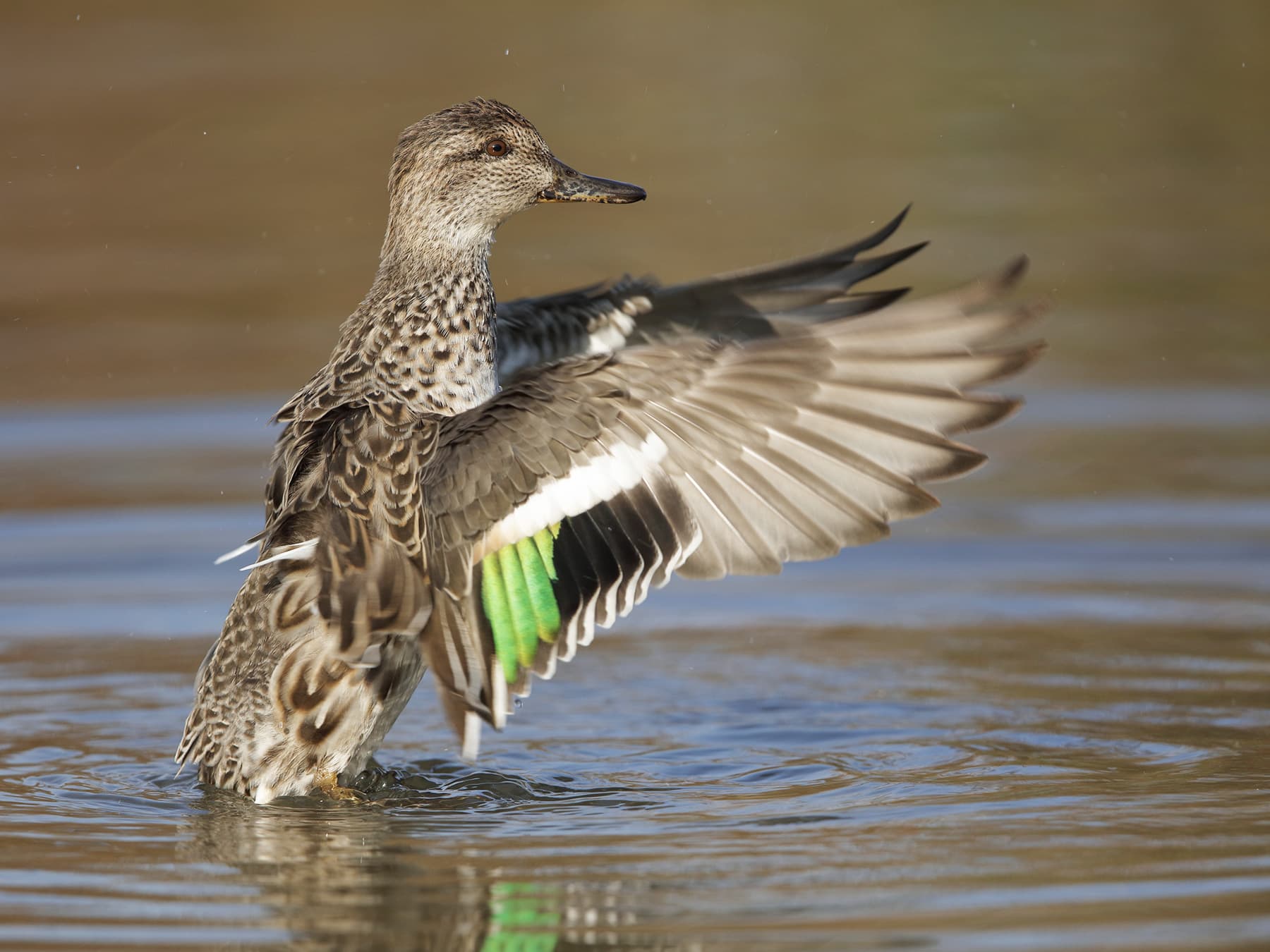 Female Eurasian Teal flapping her wings