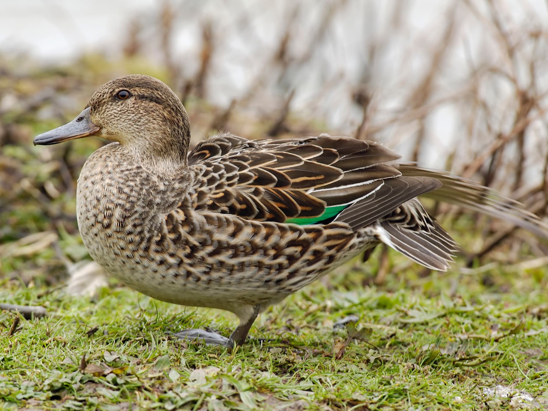Eurasian Teal stretching