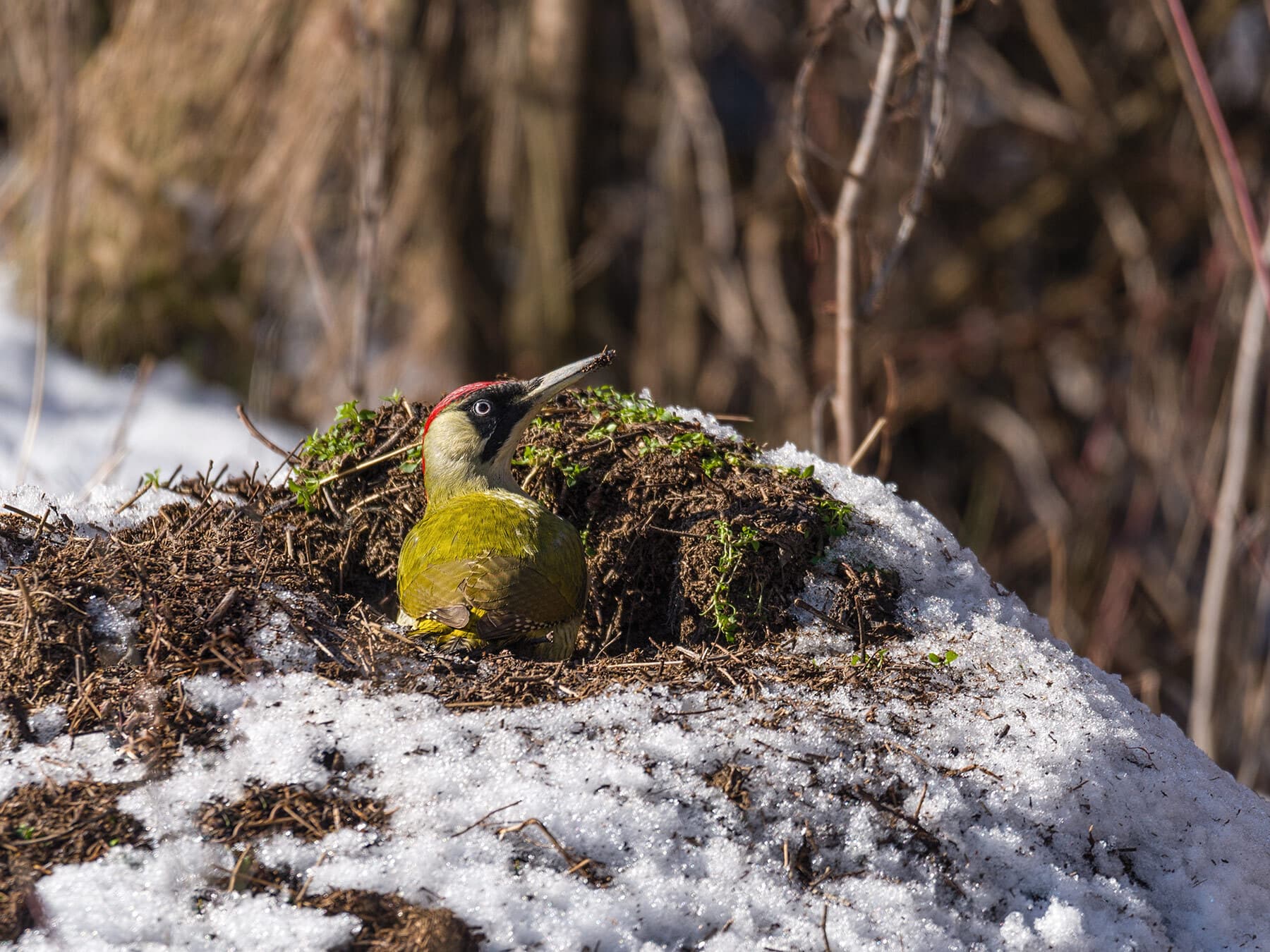 European Green Woodpecker digging in ants nest