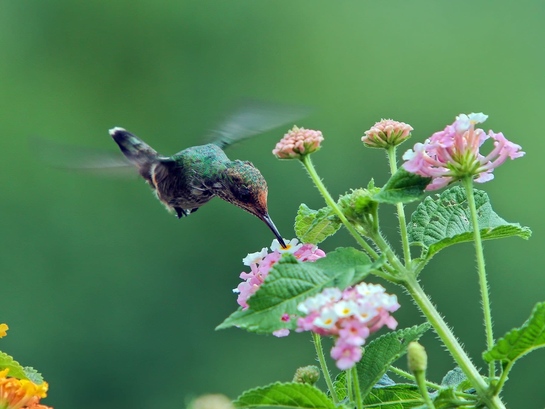 Female Frilled Coquette feeding on nectar