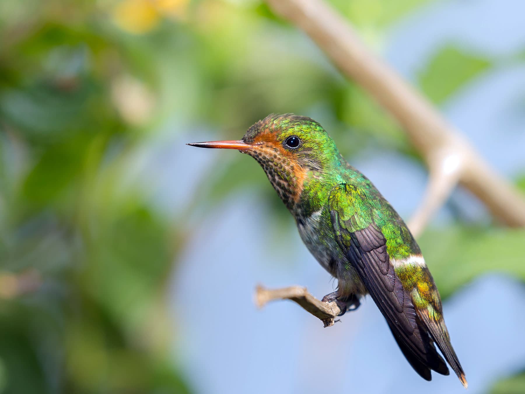 Female Frilled Coquette