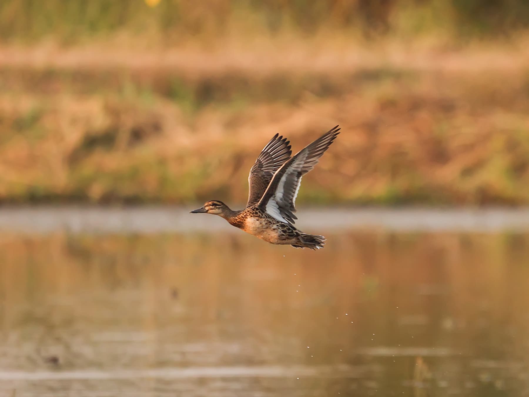 Female Garganey in-flight