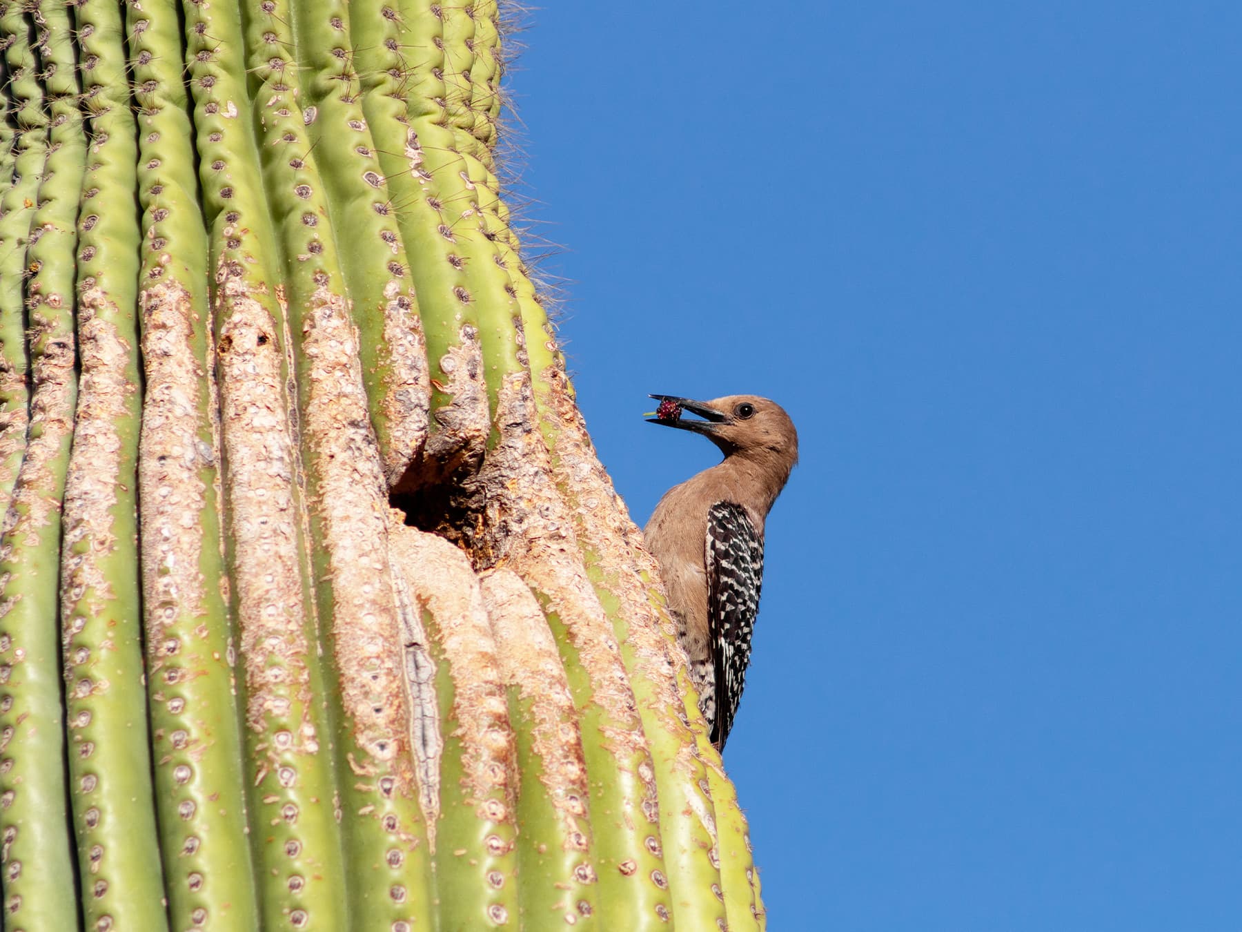 Gila Woodpecker at the nest with food for its young