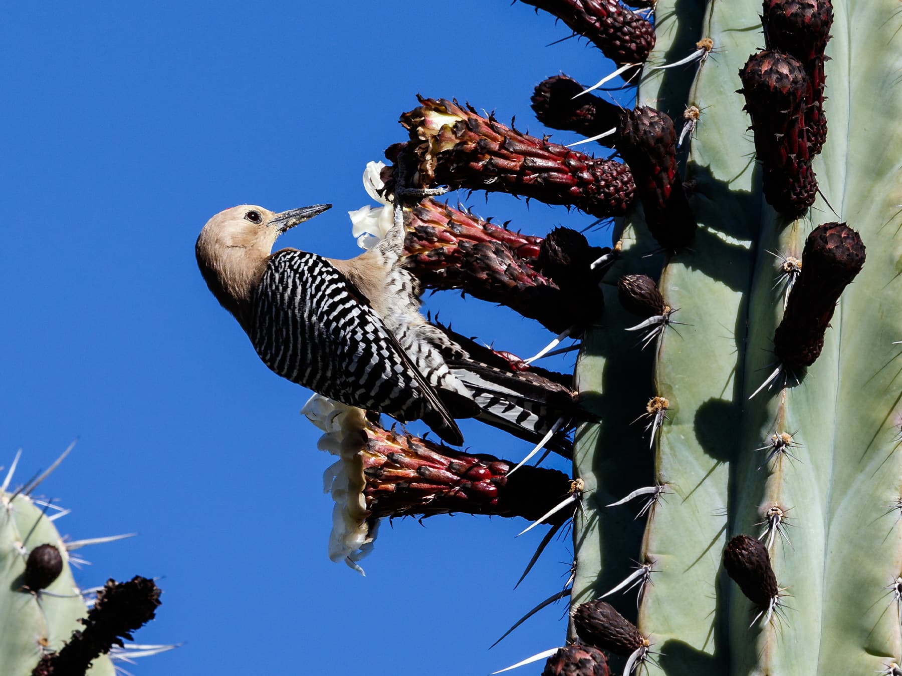Female Gila Woodpecker on cactus plant feeding on the nectar
