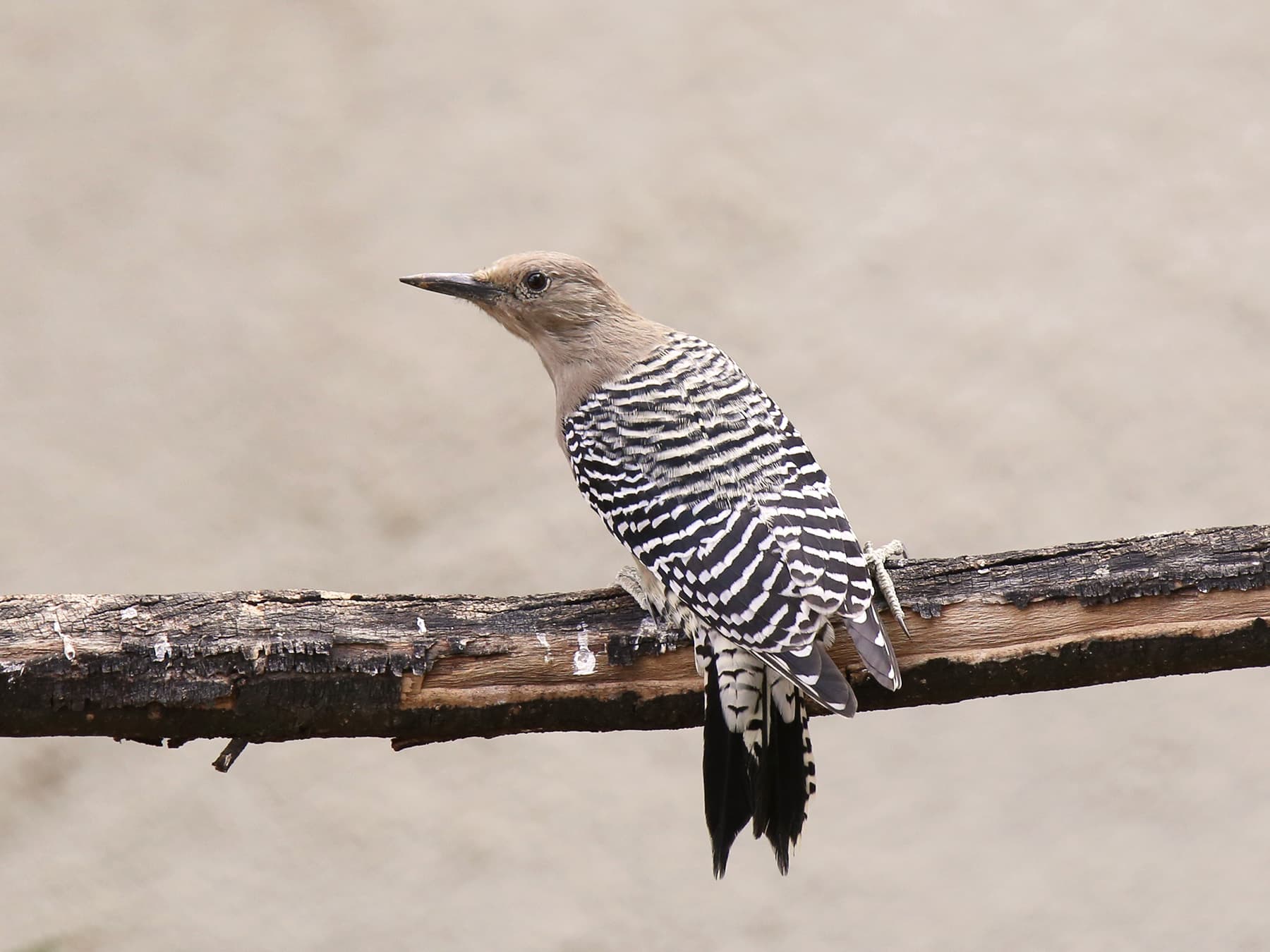 Gila Woodpecker Female