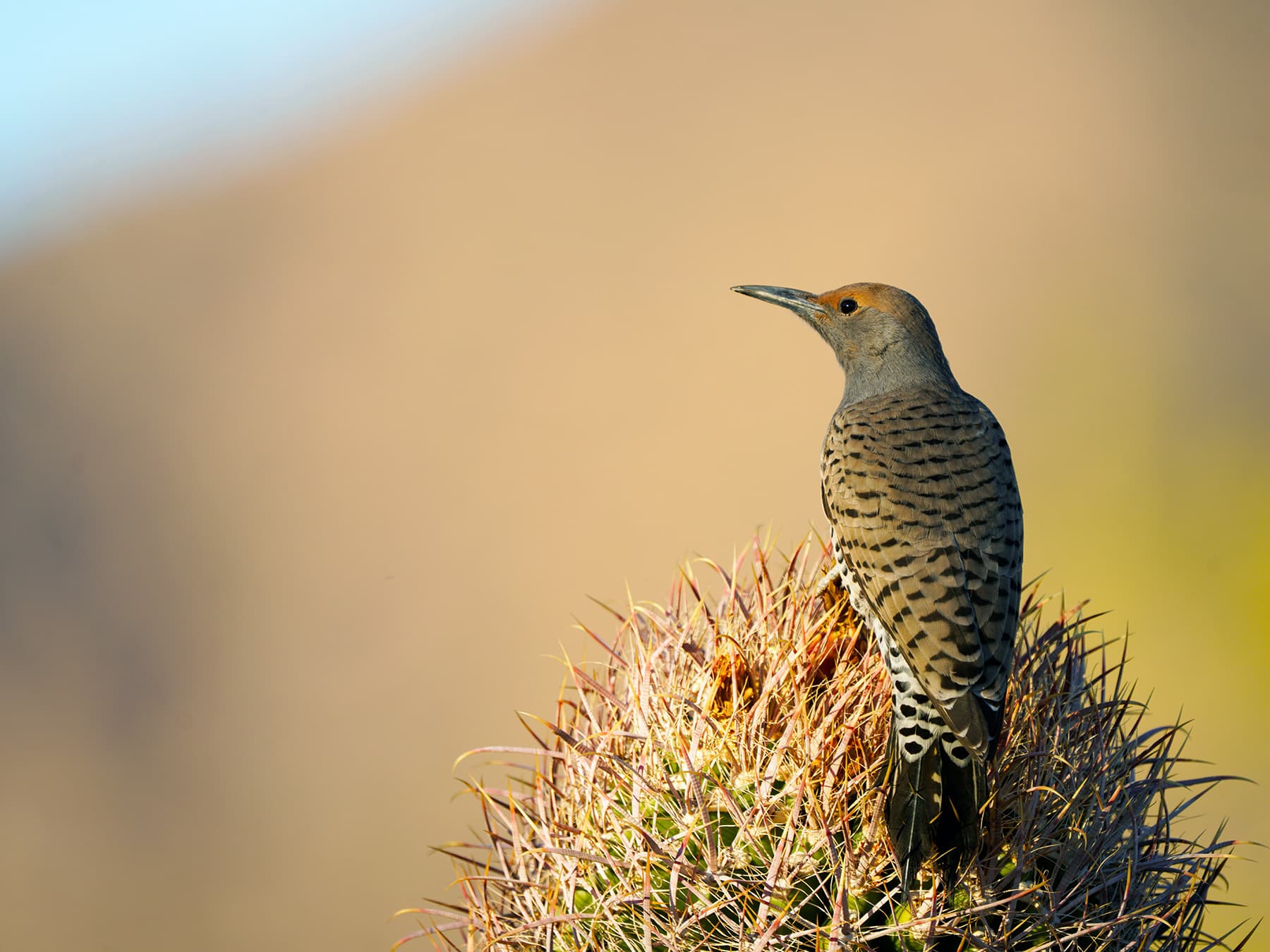 Female Gilded Flicker perched on a barrel cactus in the desert