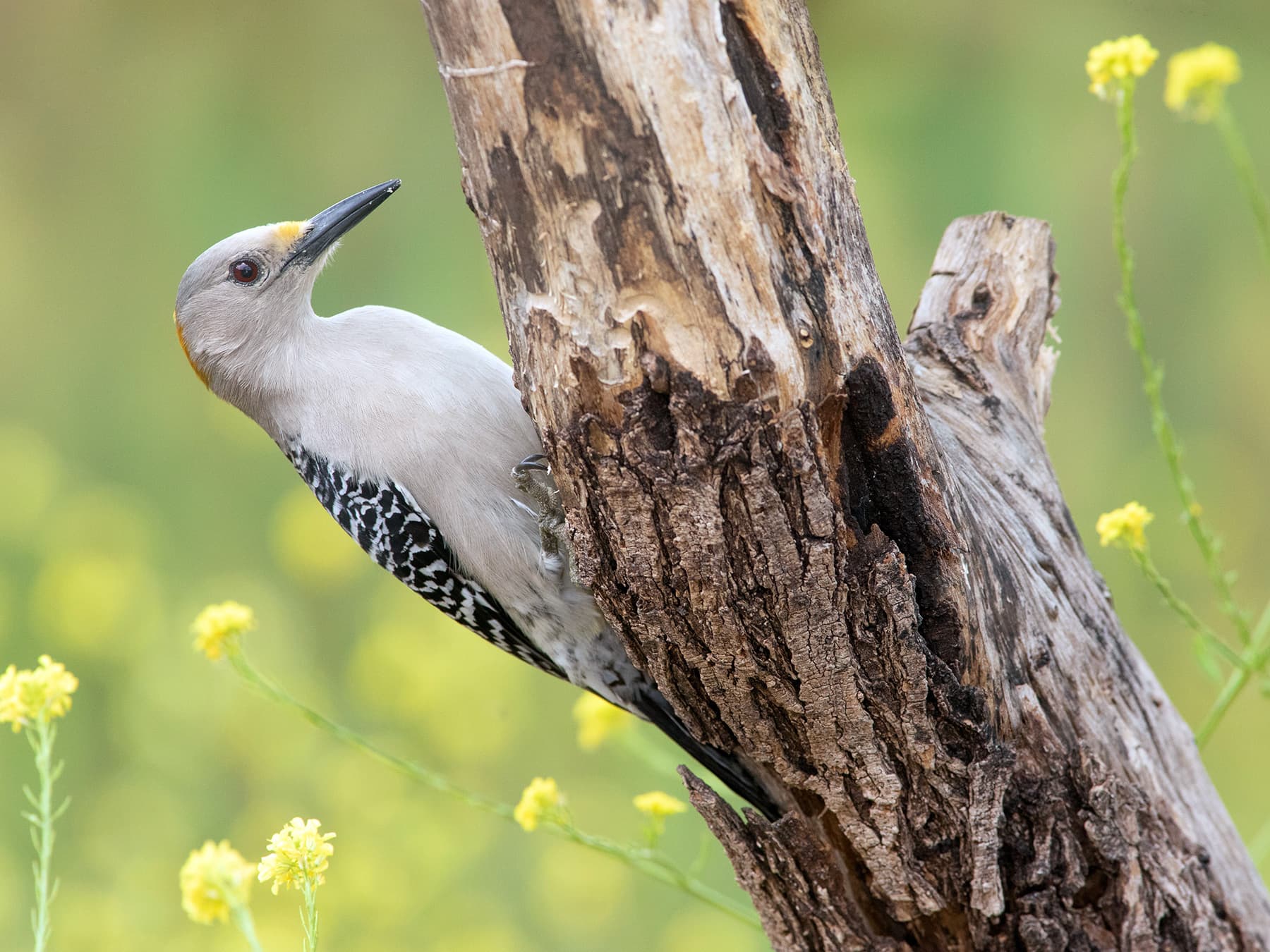 Female Golden-fronted Woodpecker perched on a tree trunk looking for insects