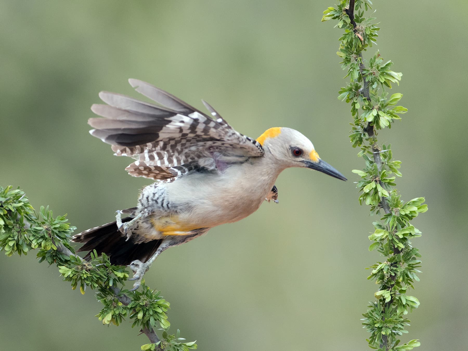Female Golden-fronted Woodpecker in-flight