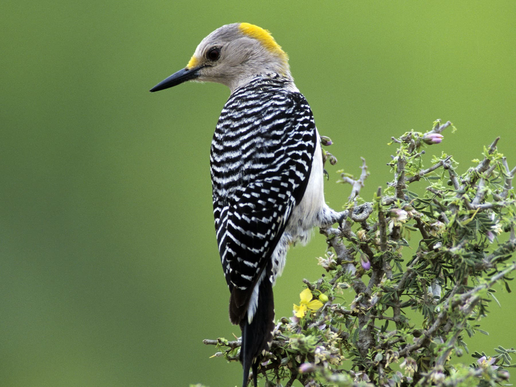 Golden-fronted Woodpecker Female
