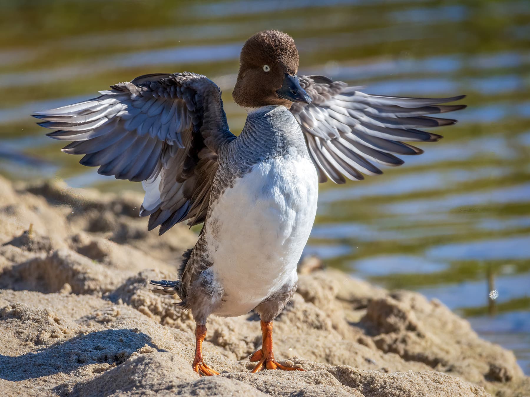 Female Goldeneye on land flapping her wings