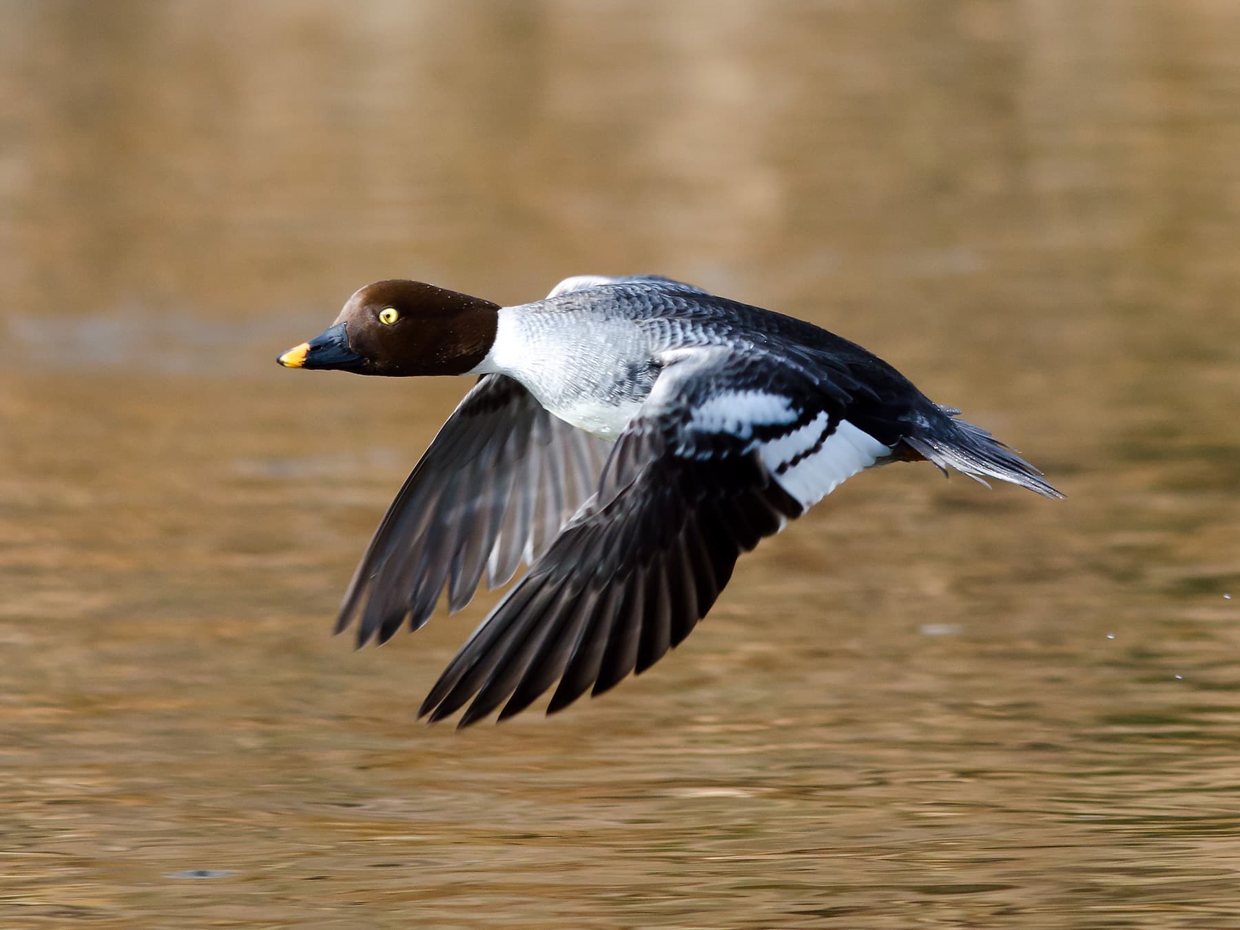 Female Goldeneye in-flight