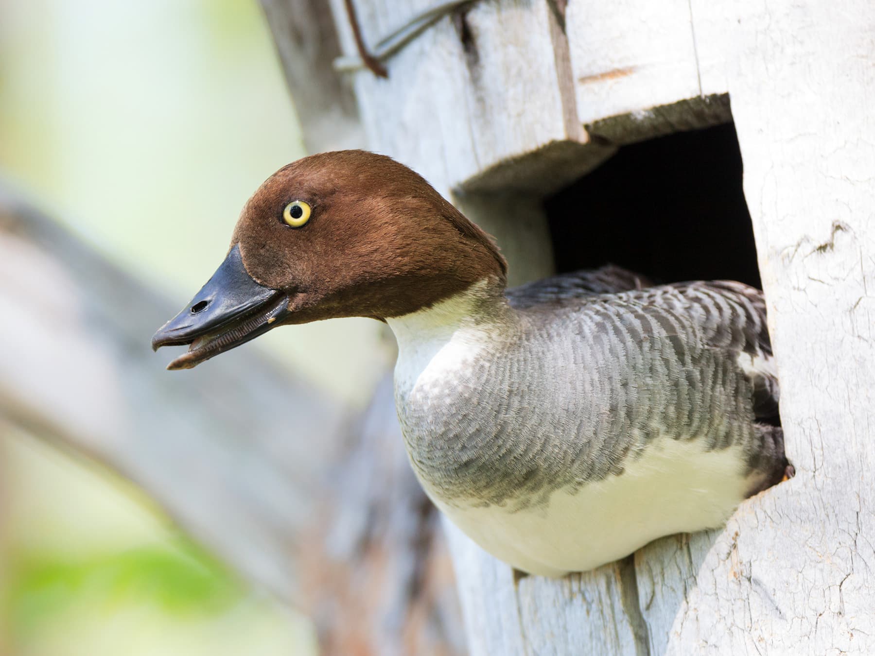 Female Goldeneye looking out of a nesting box