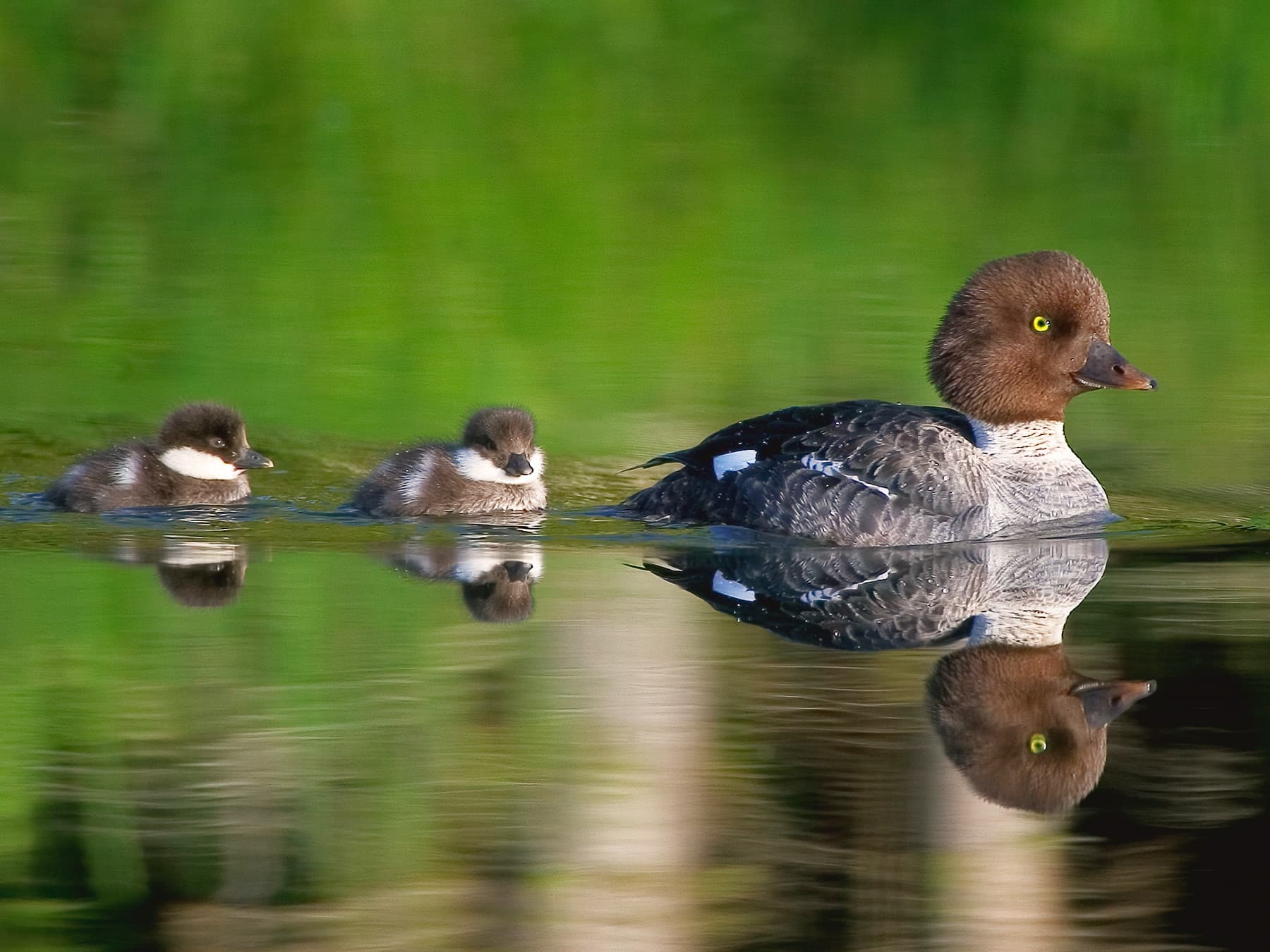 Female Goldeneye swimming on the river with her ducklings