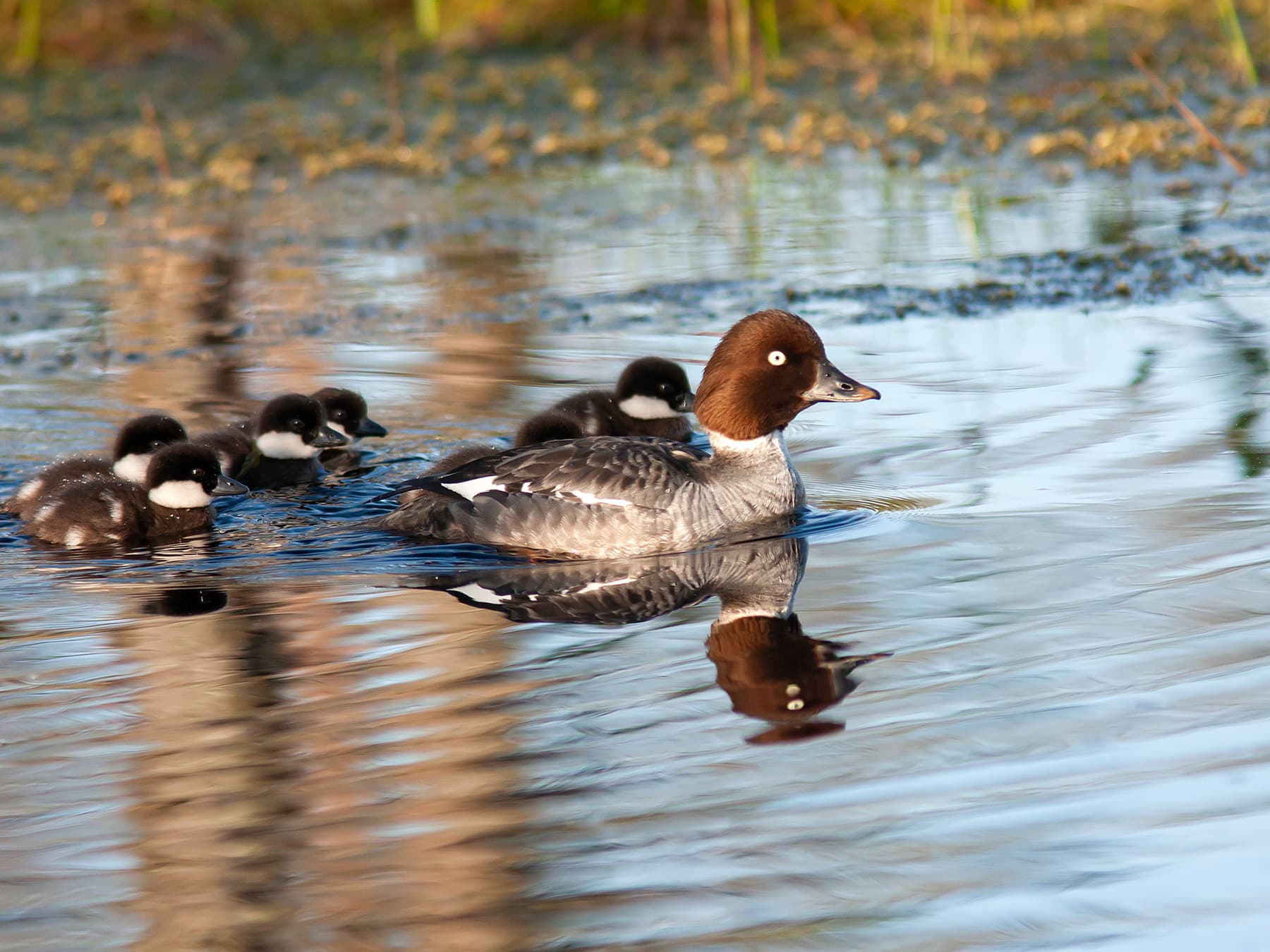 Female Goldeneye swimming with her ducklings