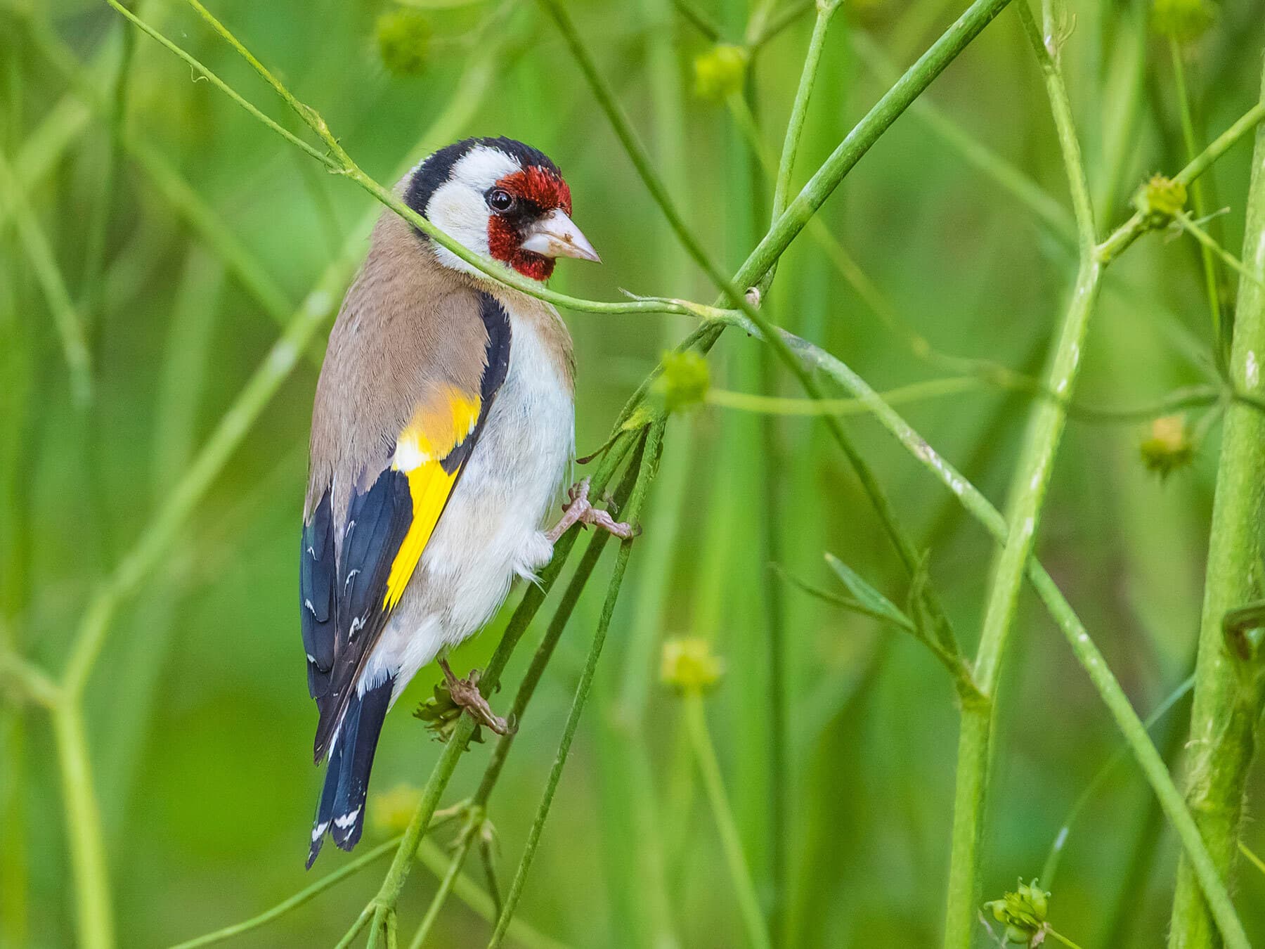 Female goldfinch 1