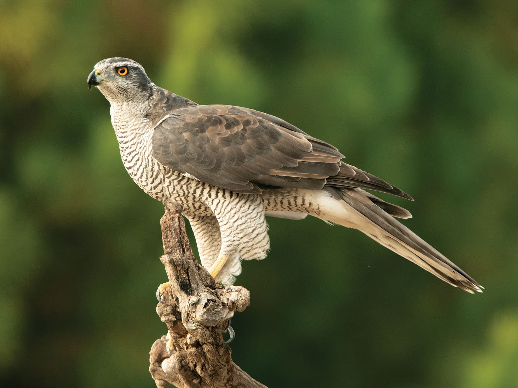 Female Goshawk