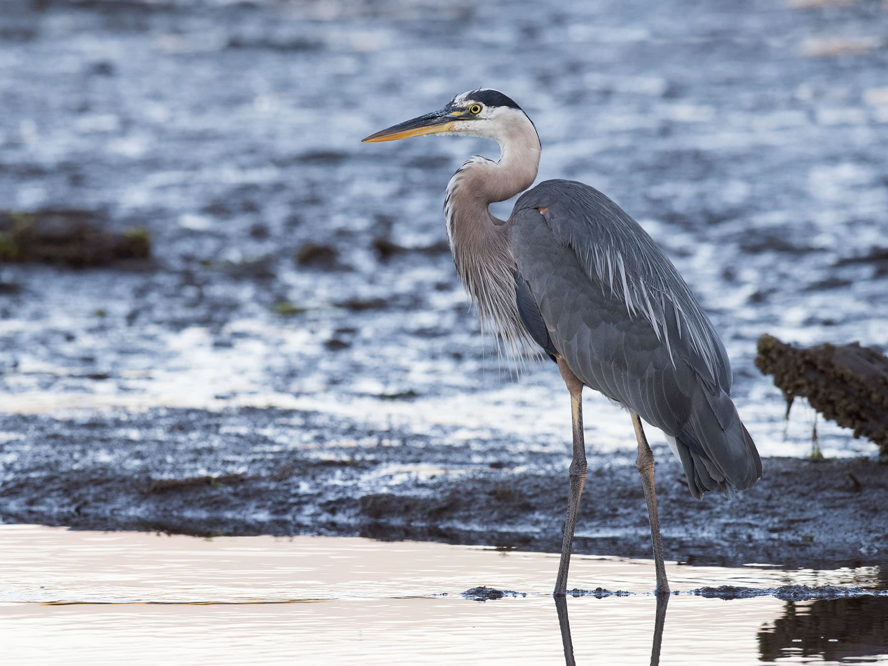 Female great blue heron
