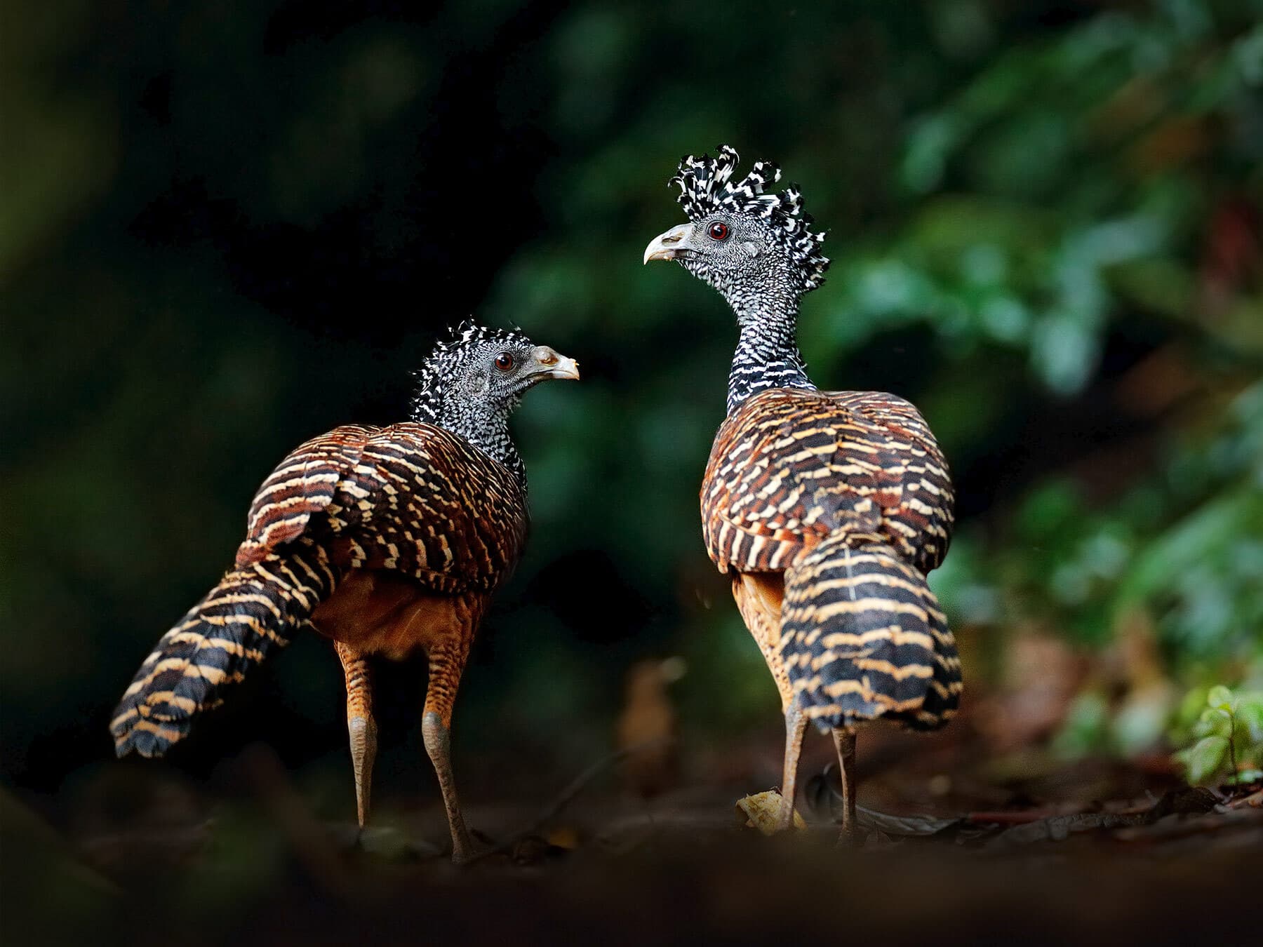 Female Great Curassow with barred morph
