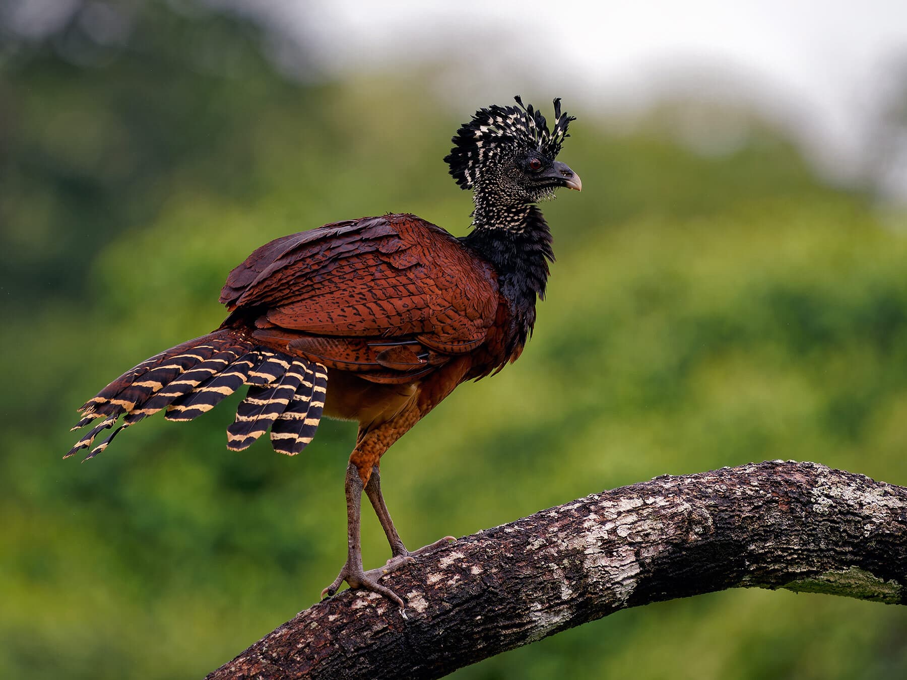 Female Great Curassow with red morph