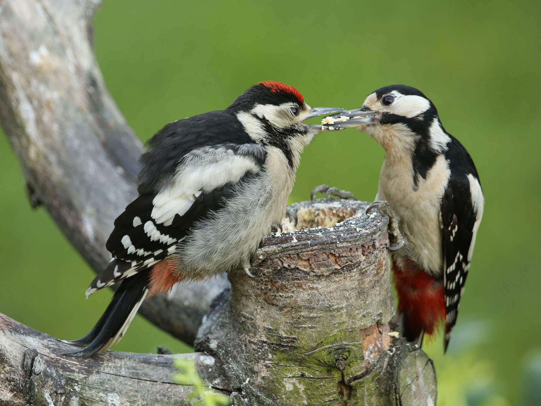 Female great spotted woodpecker feeding chick