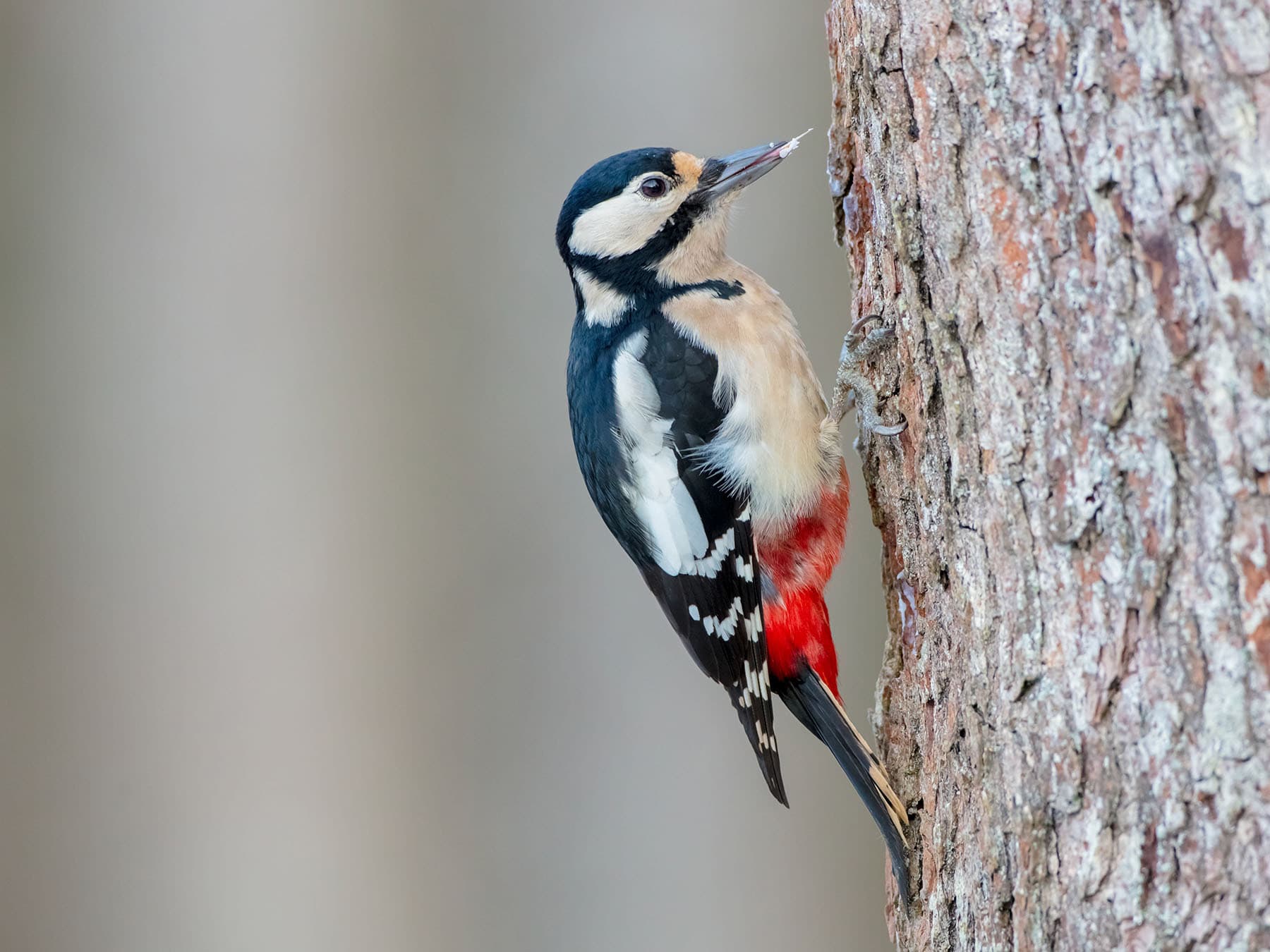 Female great spotted woodpecker foraging