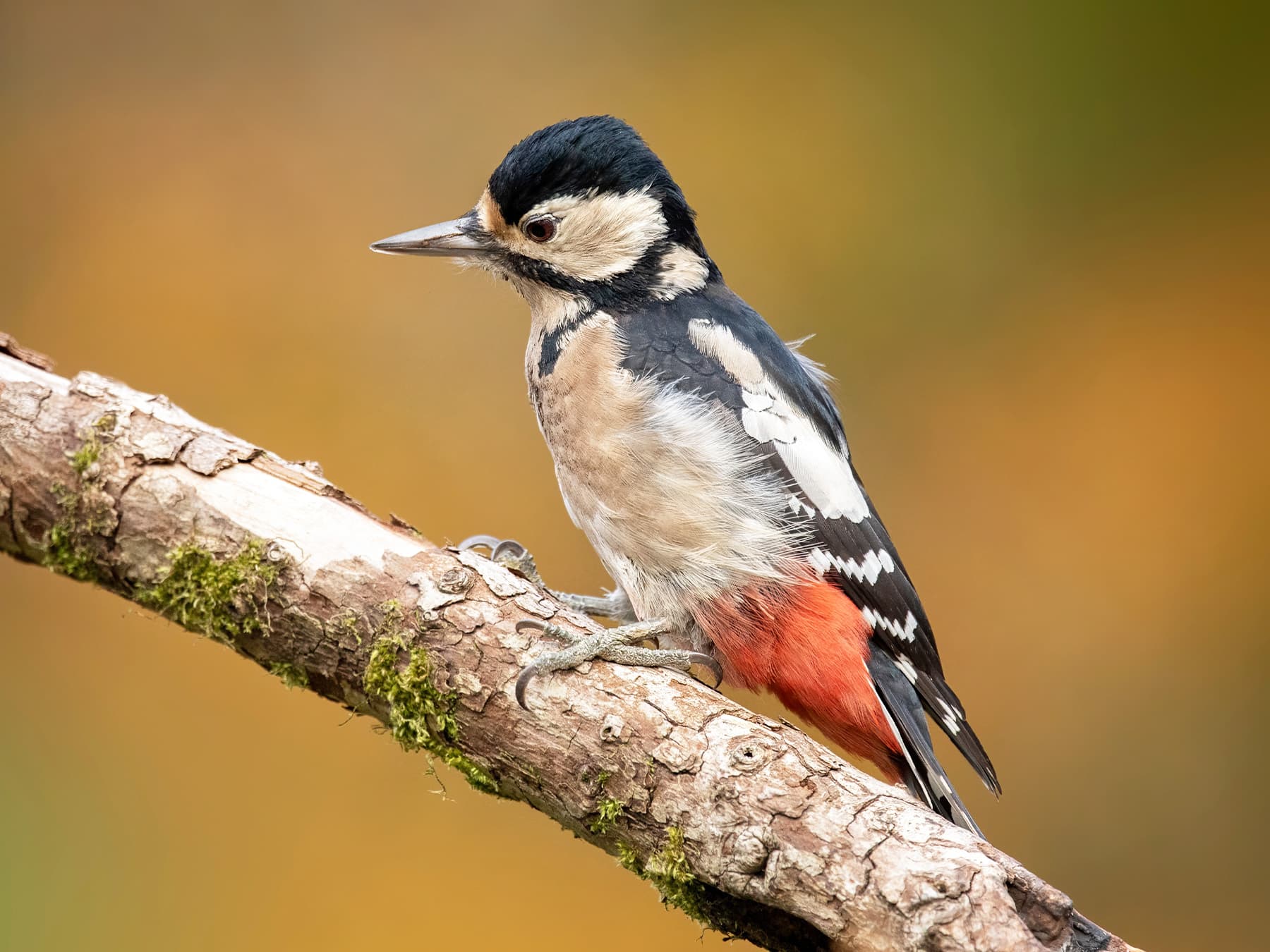 Female Great Spotted Woodpecker