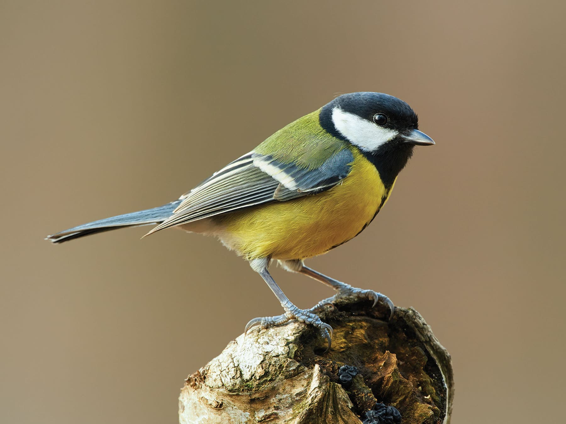 Female Great Tit bird - note the narrow black line down the chest is much thinner