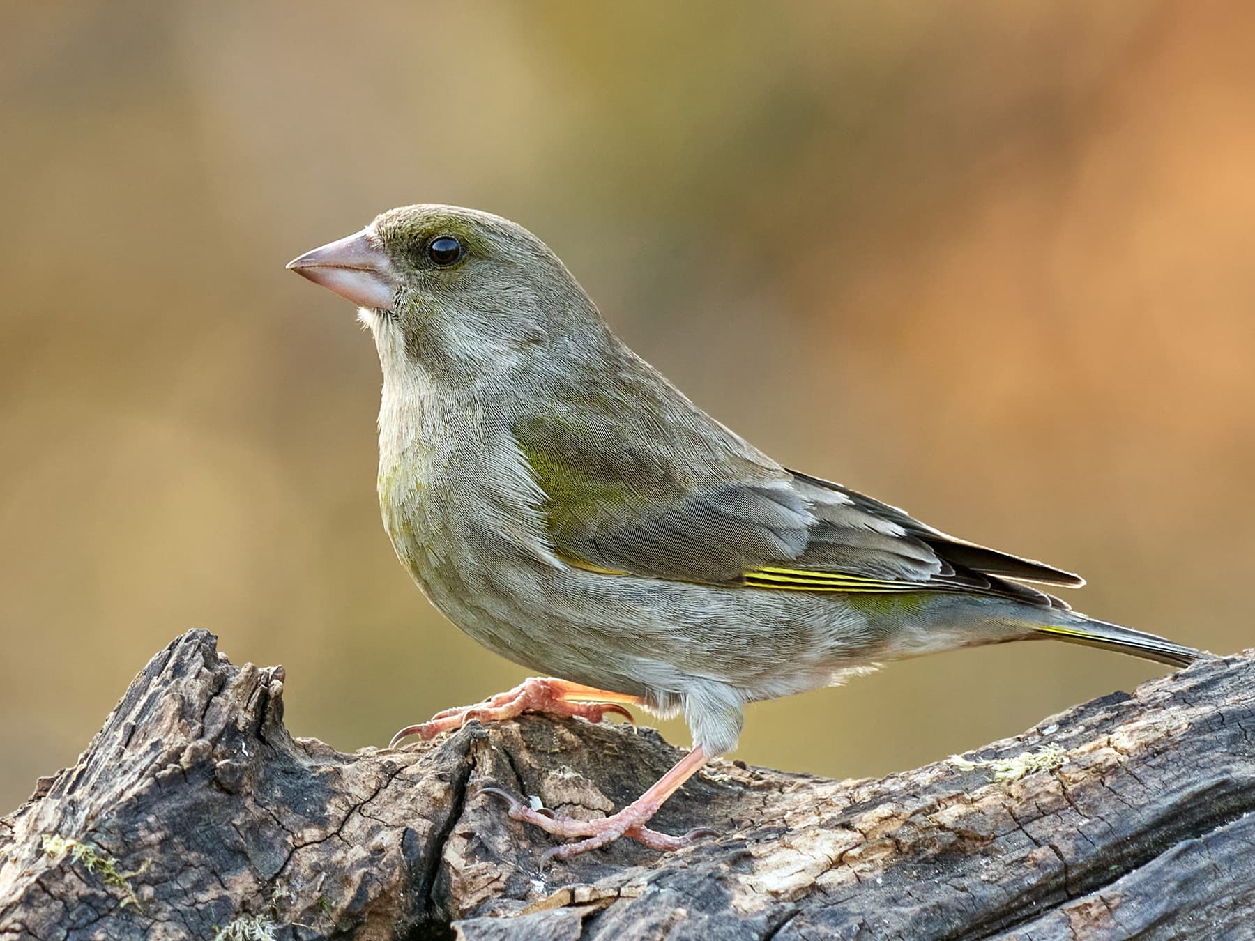 Greenfinch Female