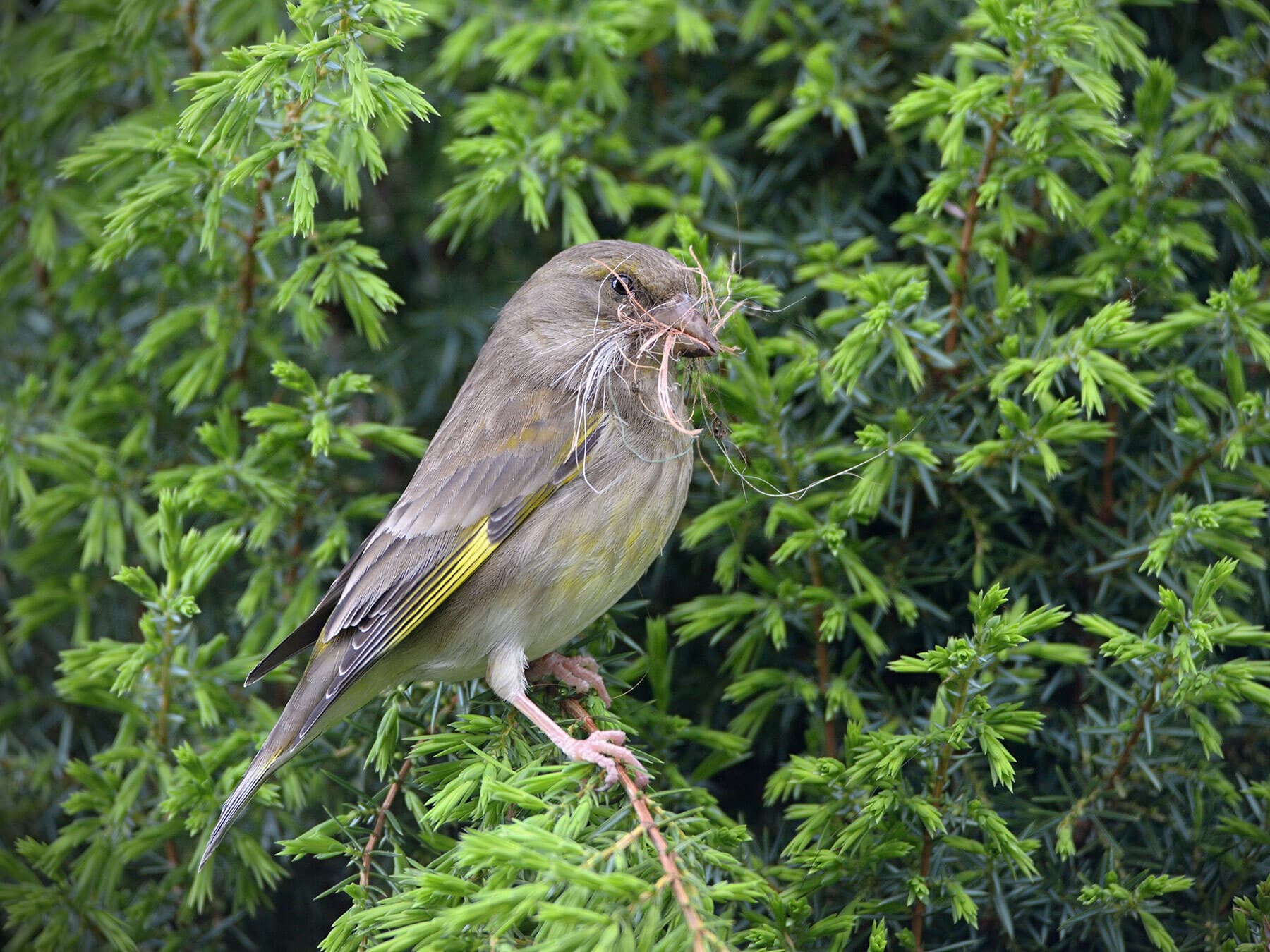 Female greenfinch nesting