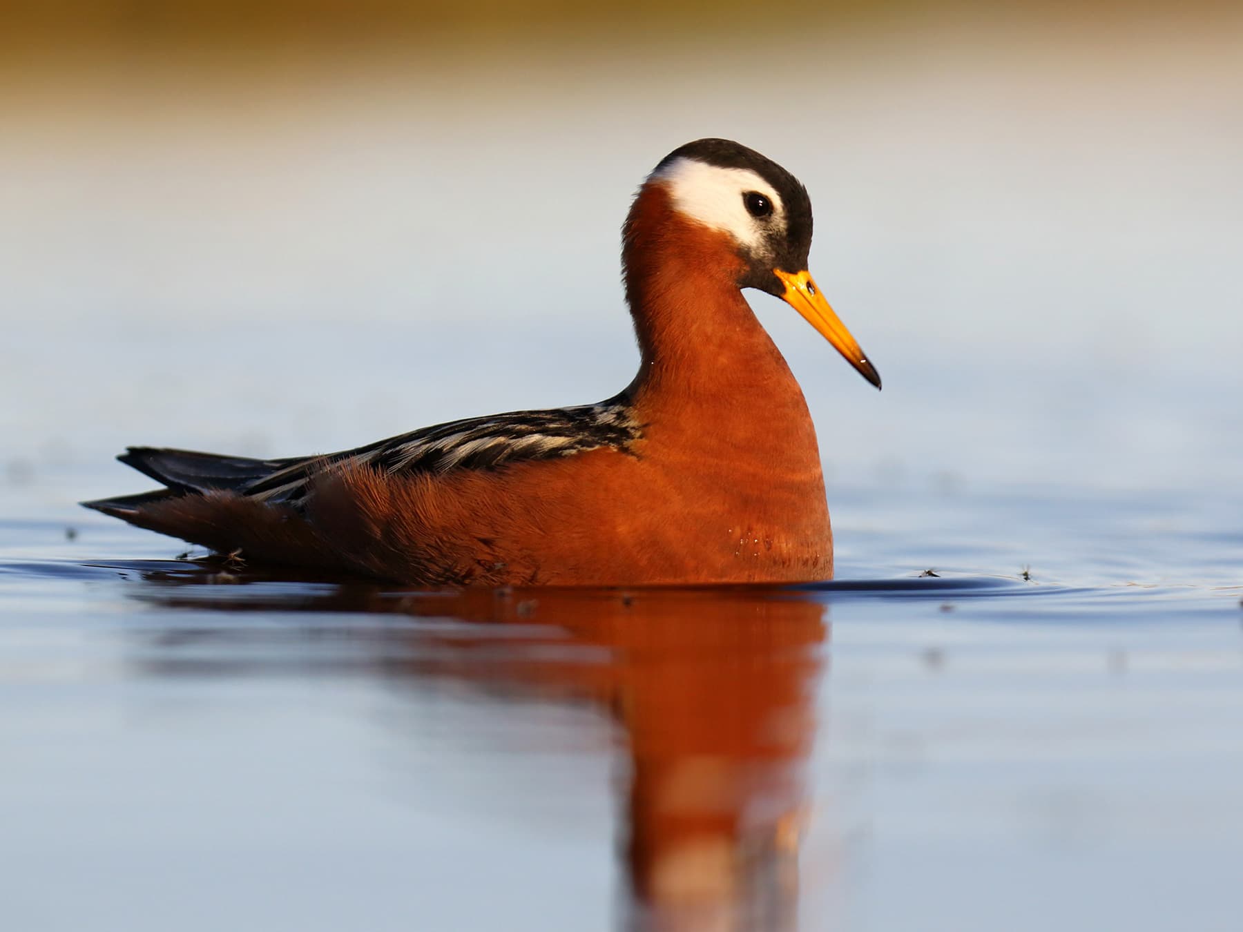 Female Grey Phalarope in breeding plumage