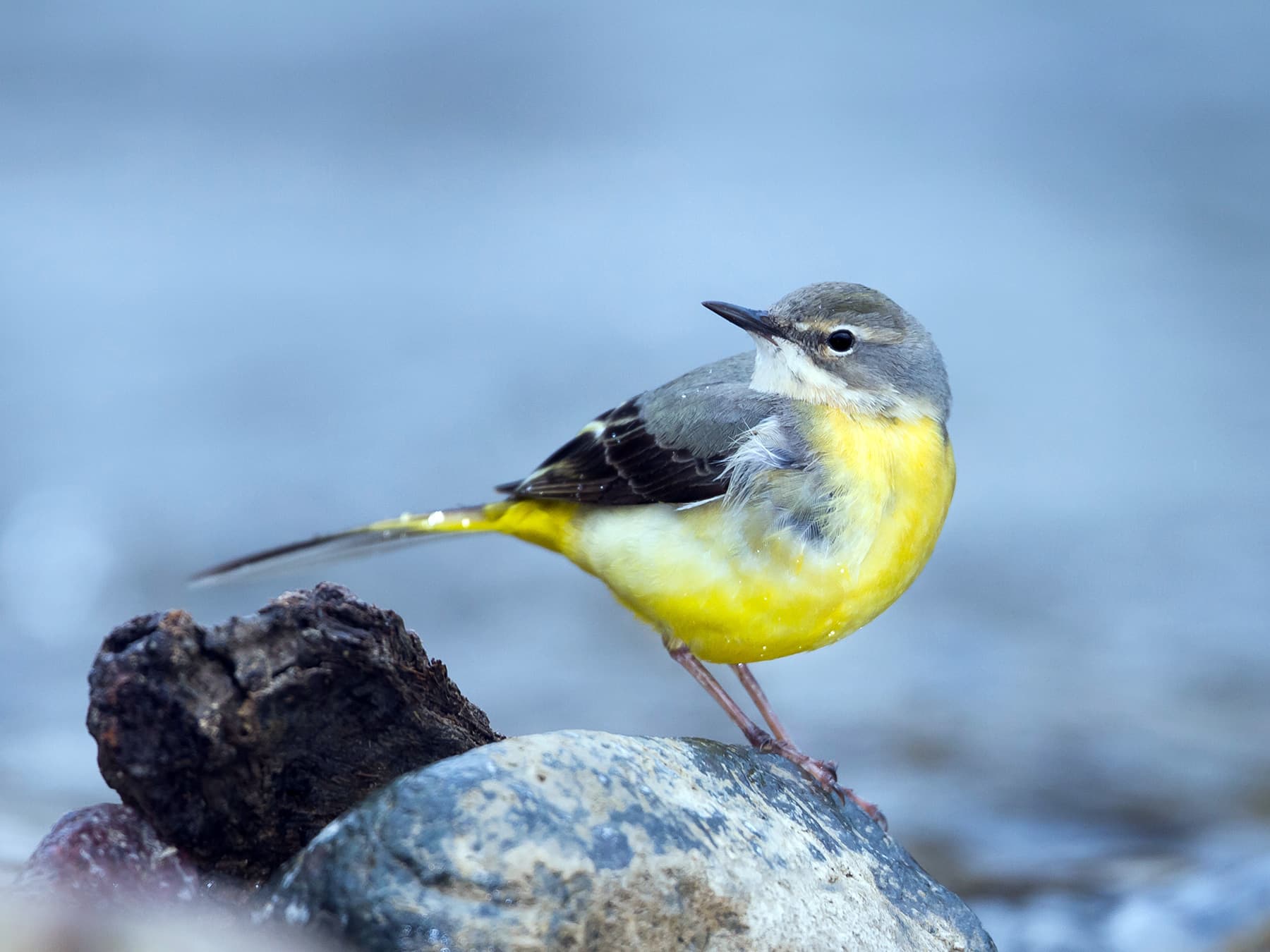 Female Grey Wagtail