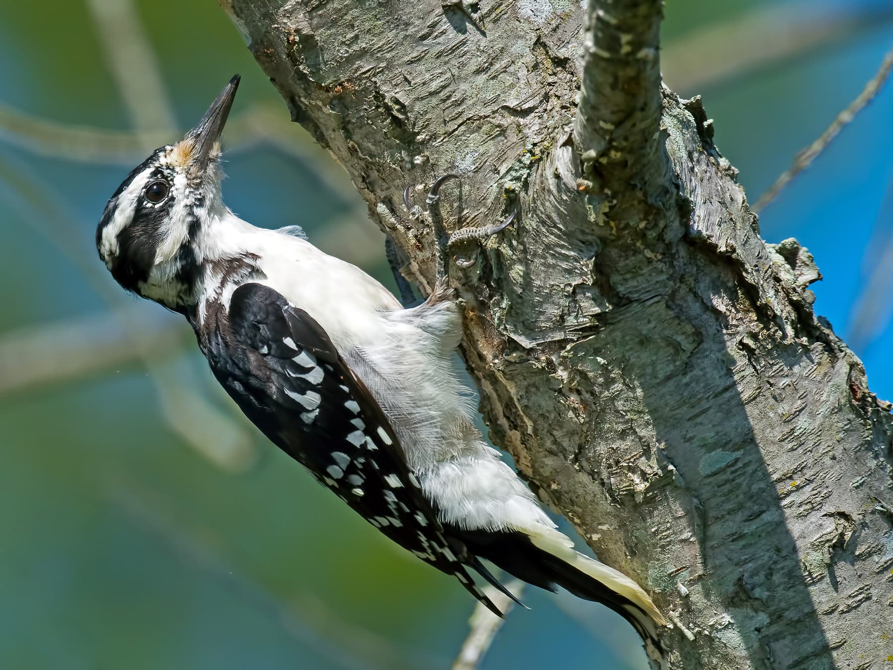 Female Hairy Woodpecker foraging on the side of a tree trunk