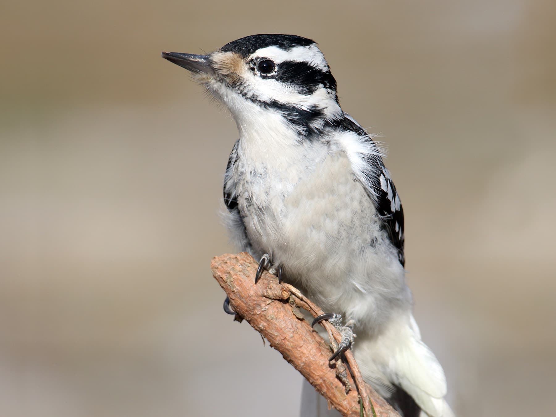 Female Hairy Woodpecker perching on the end of a branch