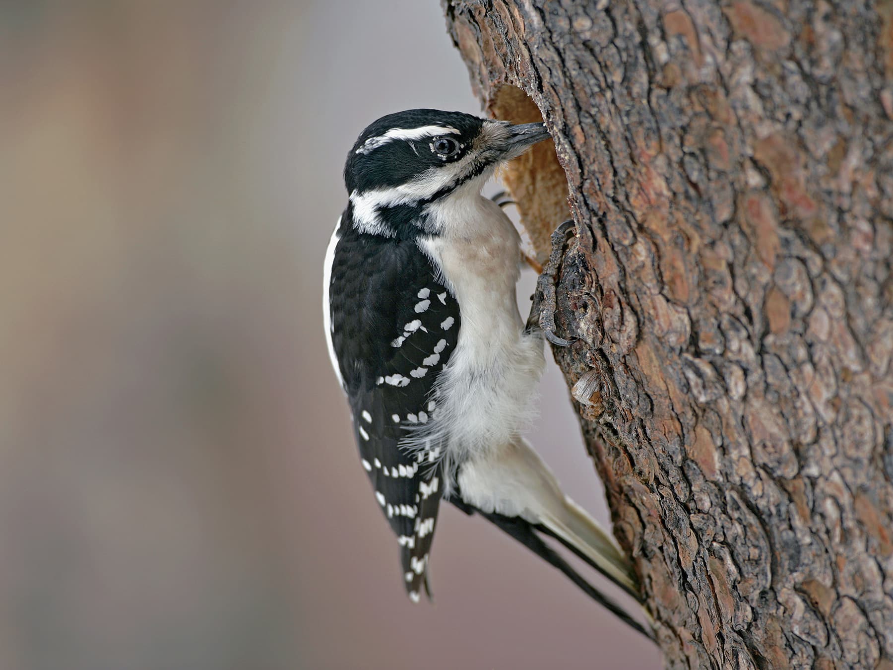Female Hairy Woodpecker outside the nest
