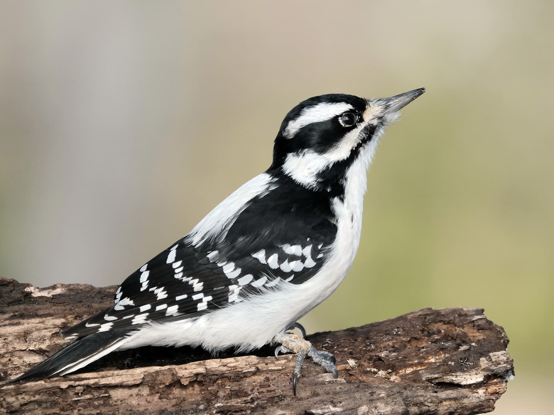 Hairy Woodpecker Female