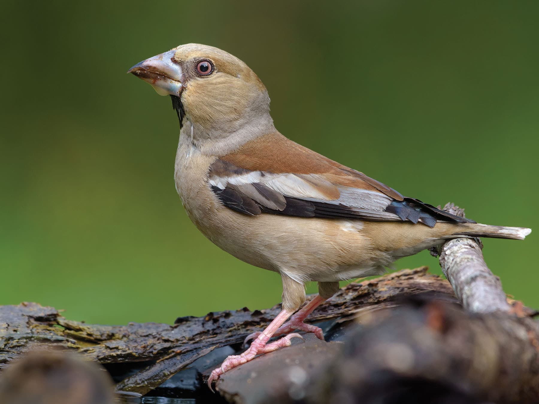 Female Hawfinch