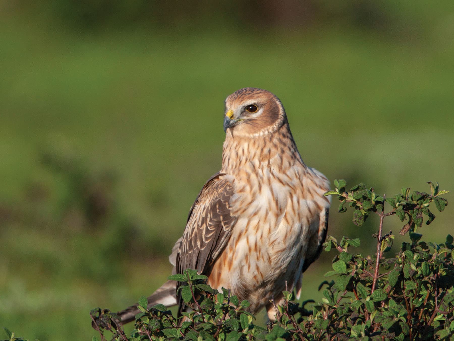 Female Hen Harrier