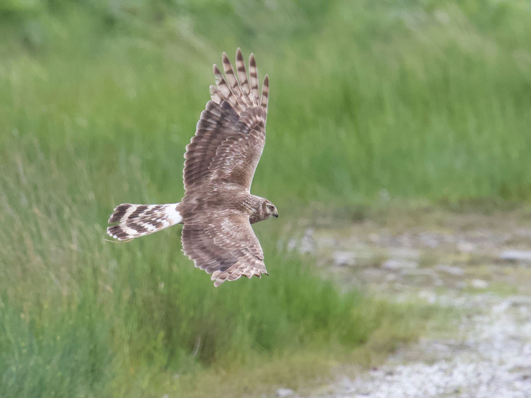 Female Hen Harrier in flight