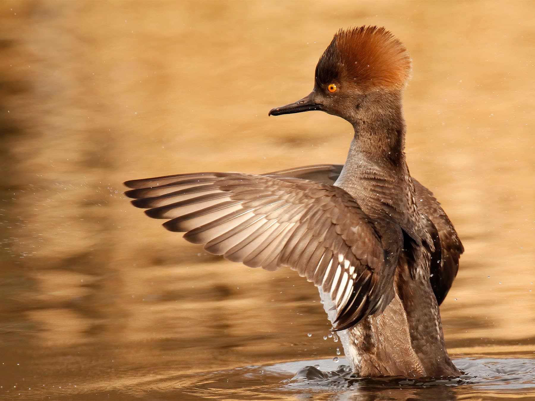 Female Hooded Merganser bathing in a lake