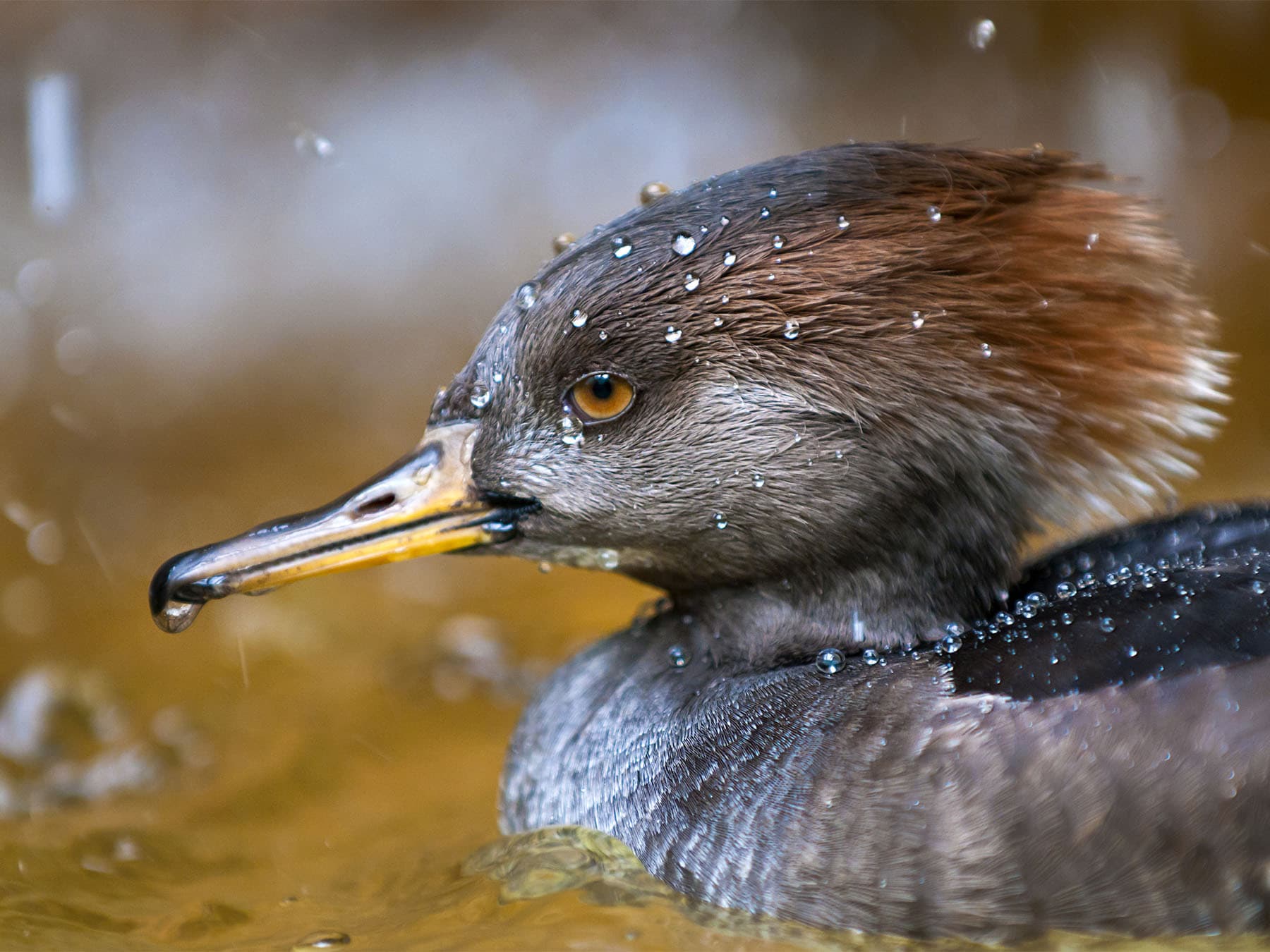 Portrait of a Female Hooded Merganser