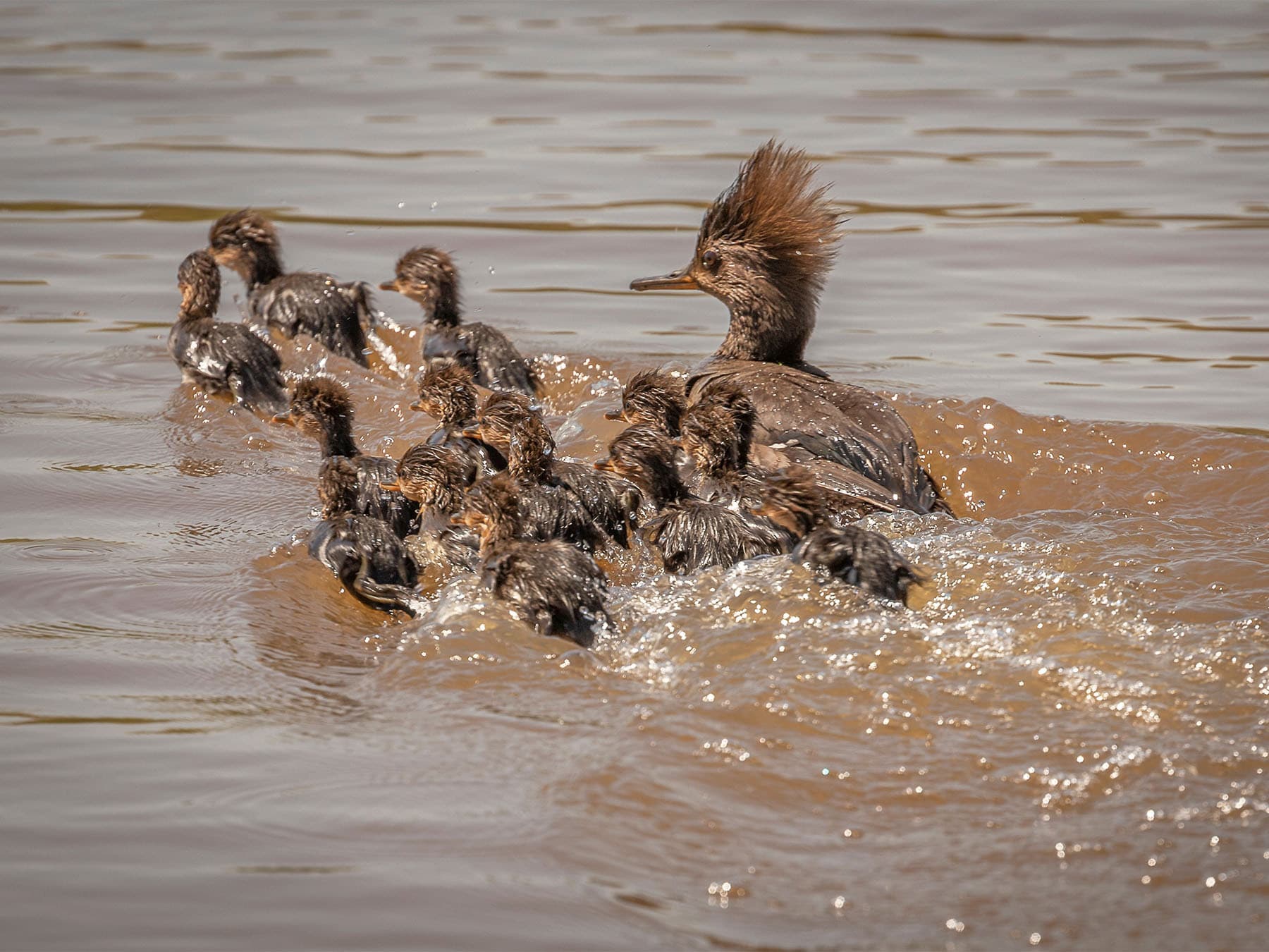 Female Hooded Merganser swimming with her duckilings