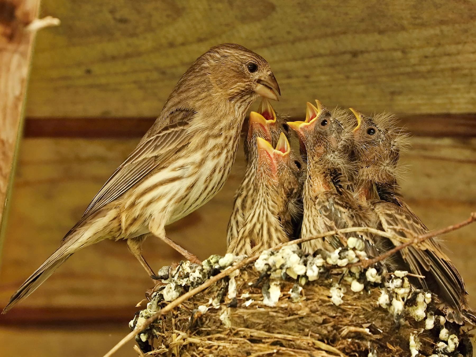 Female House Finch feeding her young at the nest